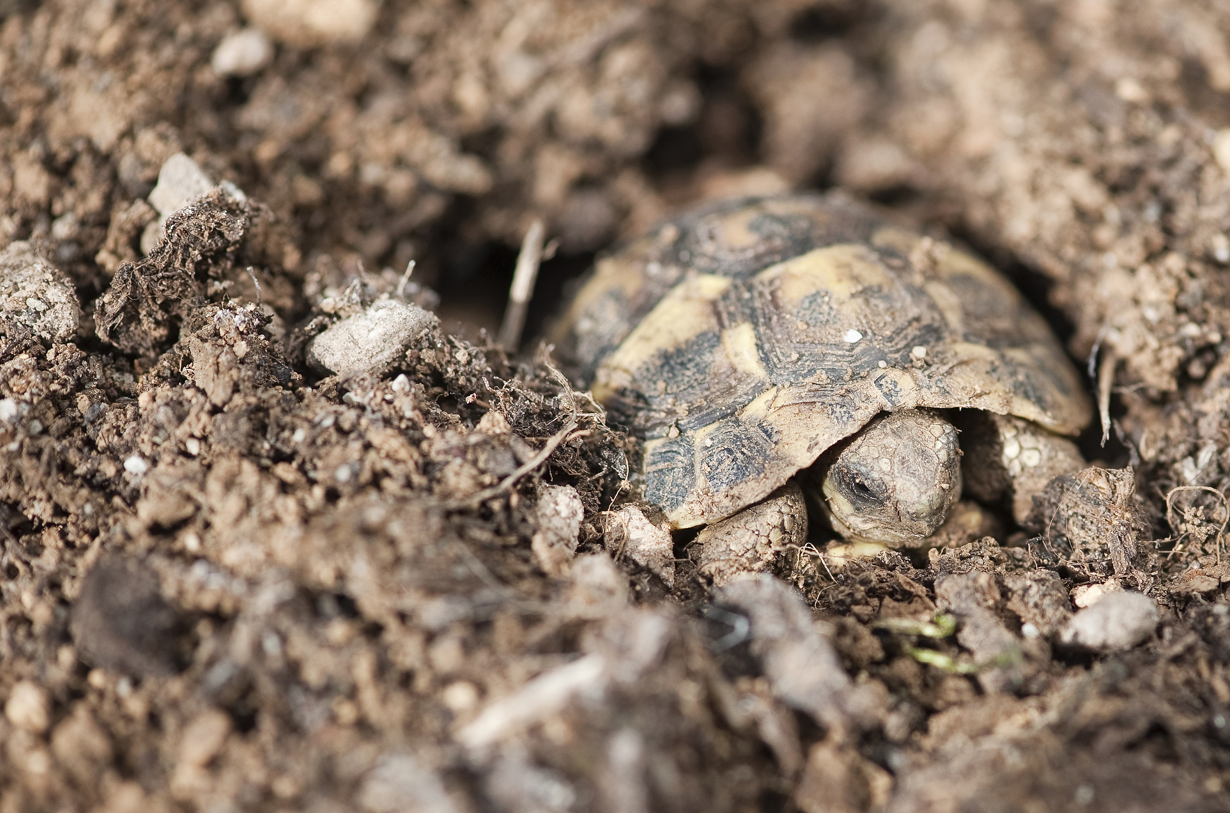 the awakening of Uga