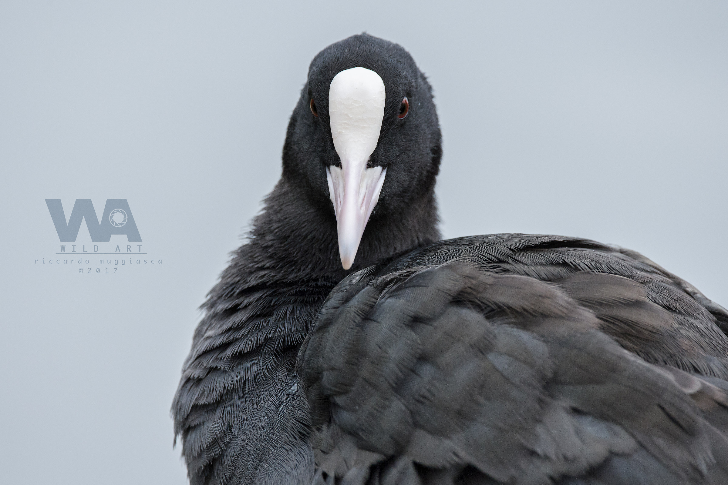 At four o'clock with the Folaga