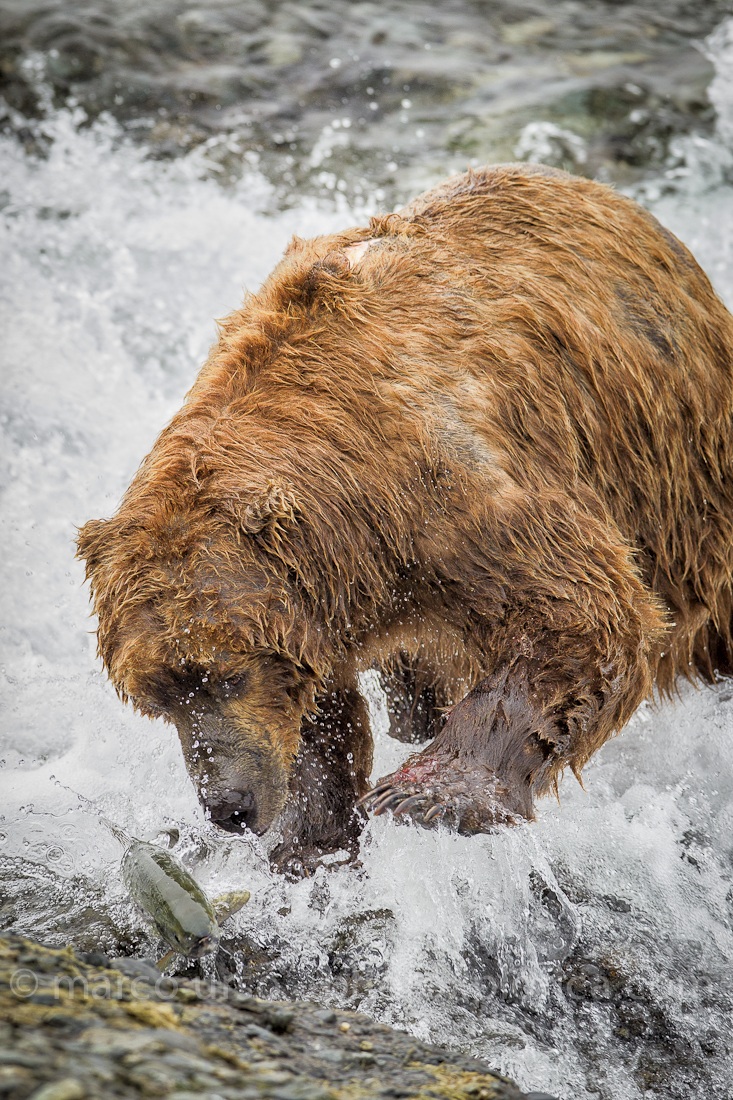 Katmai - Alaska