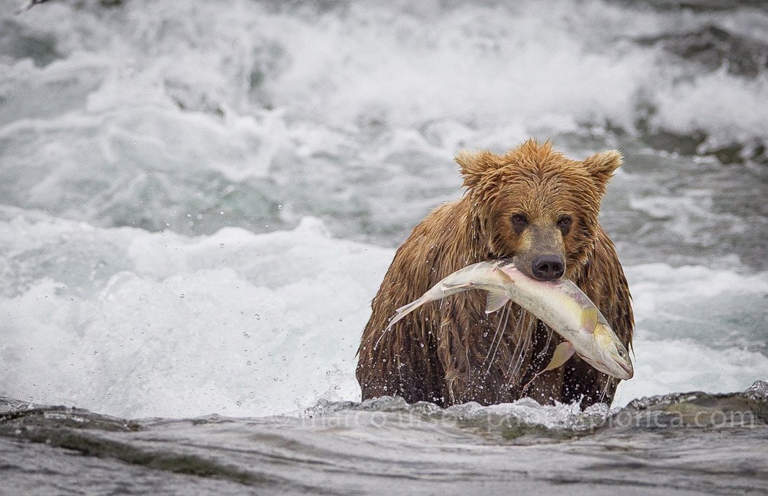 Katmai - Alaska