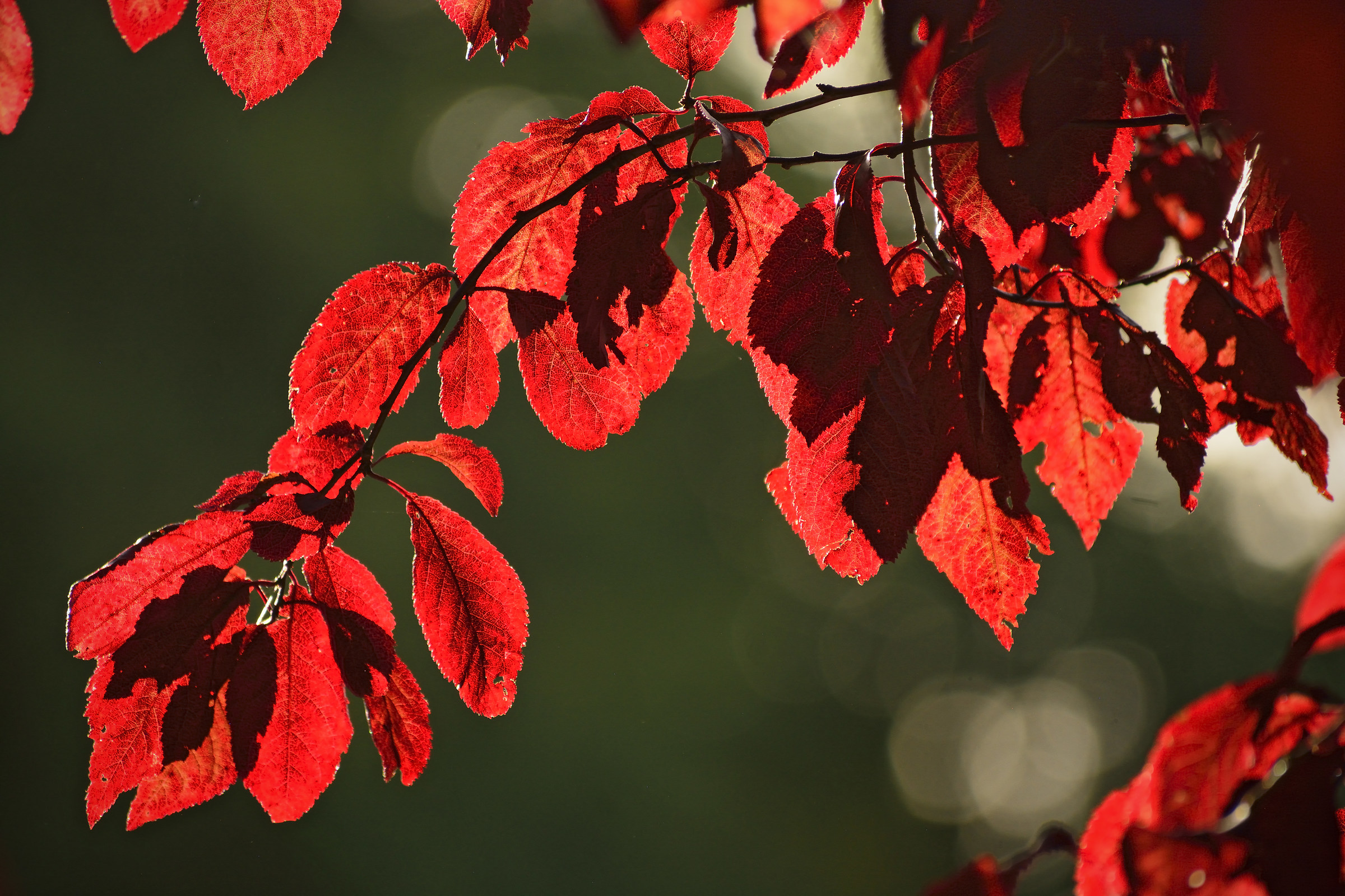 Sourwood, first colours of Autumn, Yesterday