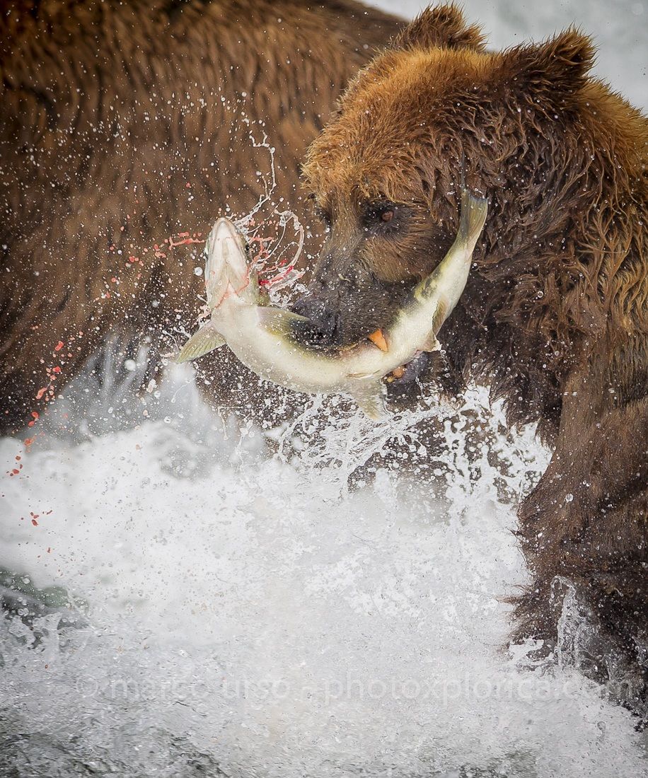 The Catch - Katmai - Alaska