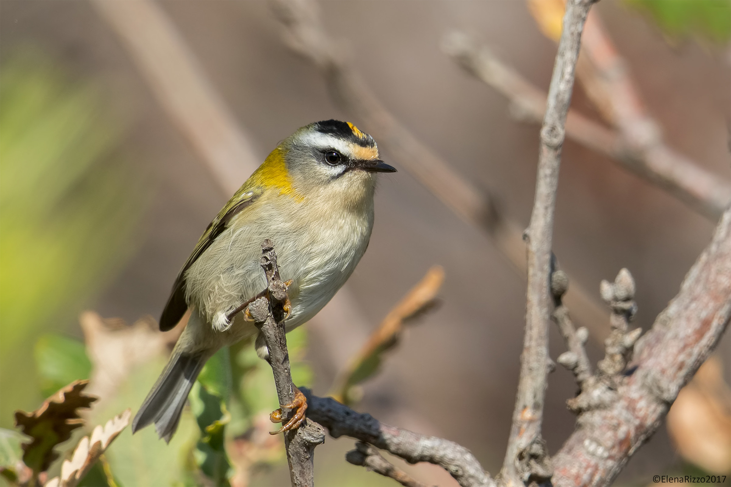 Firecrest