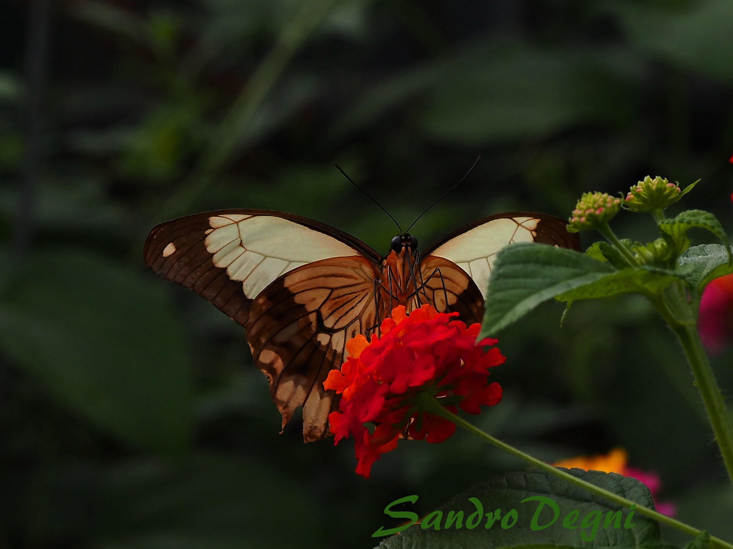 Untitled Photo