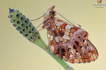 Boloria dia