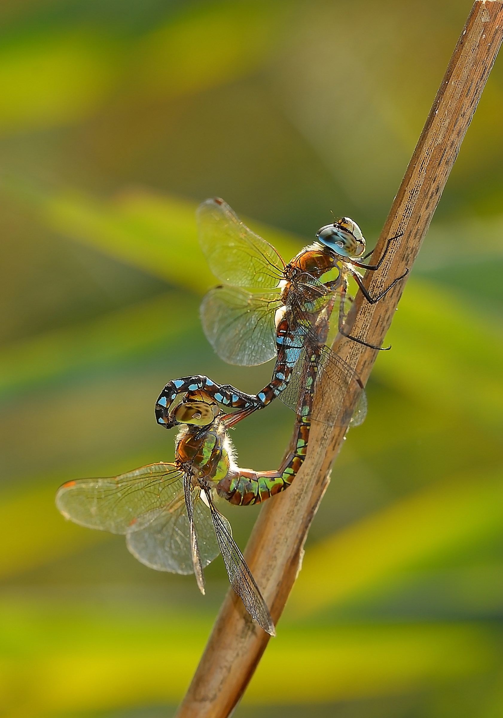 Dragonfly in Love