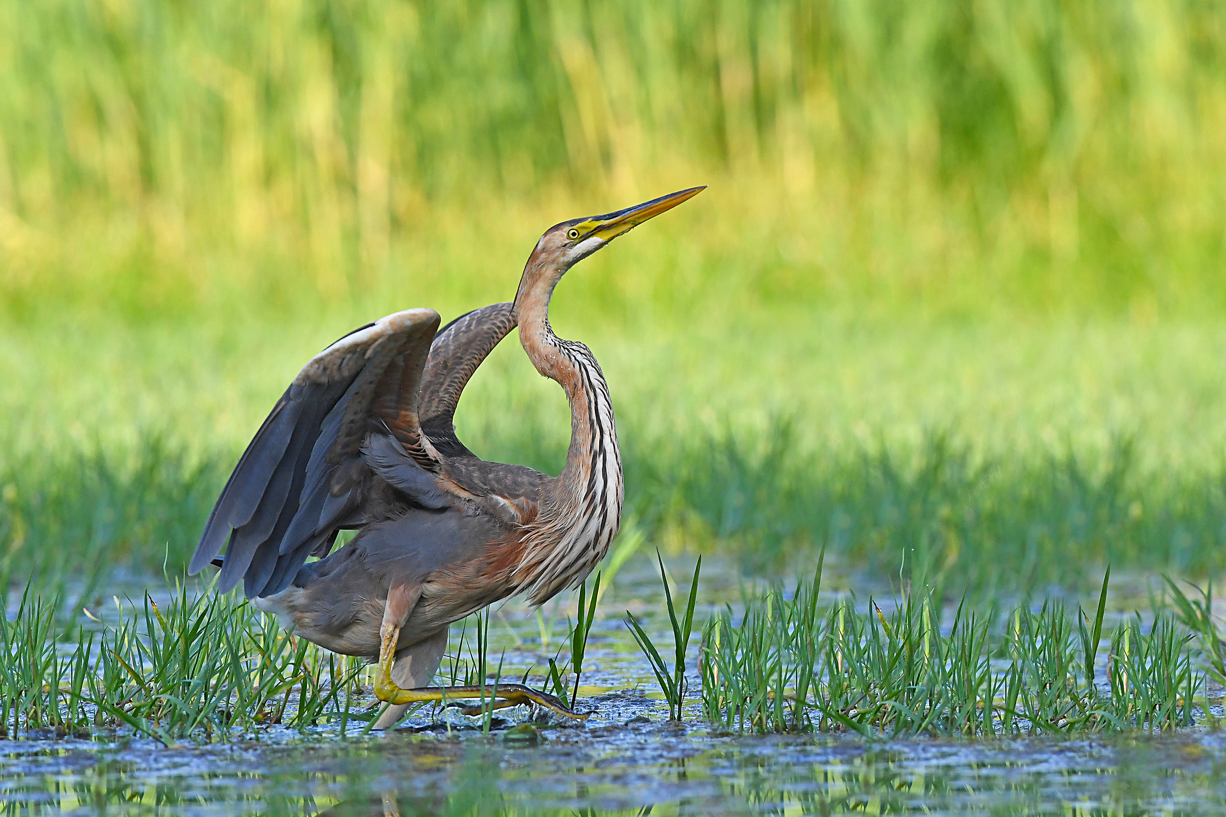 Storie di piume   ( Airone rosso )
