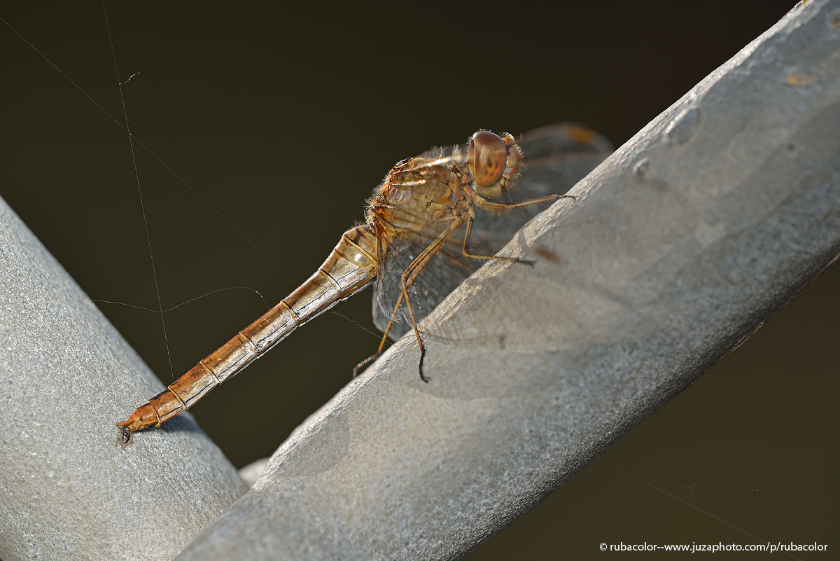 Dragonfly that makes the poo in direct