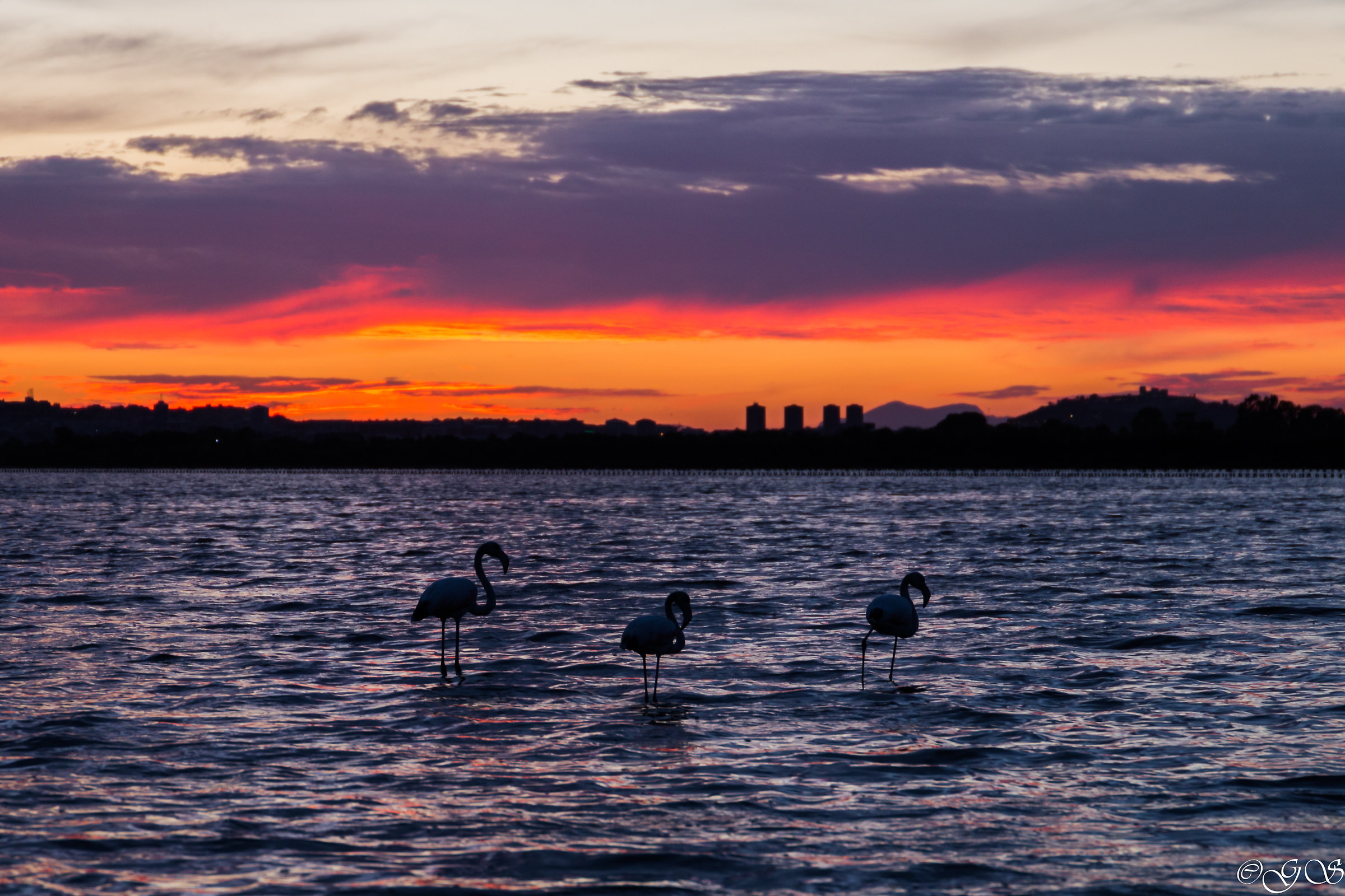 Fenicotteri al tramonto