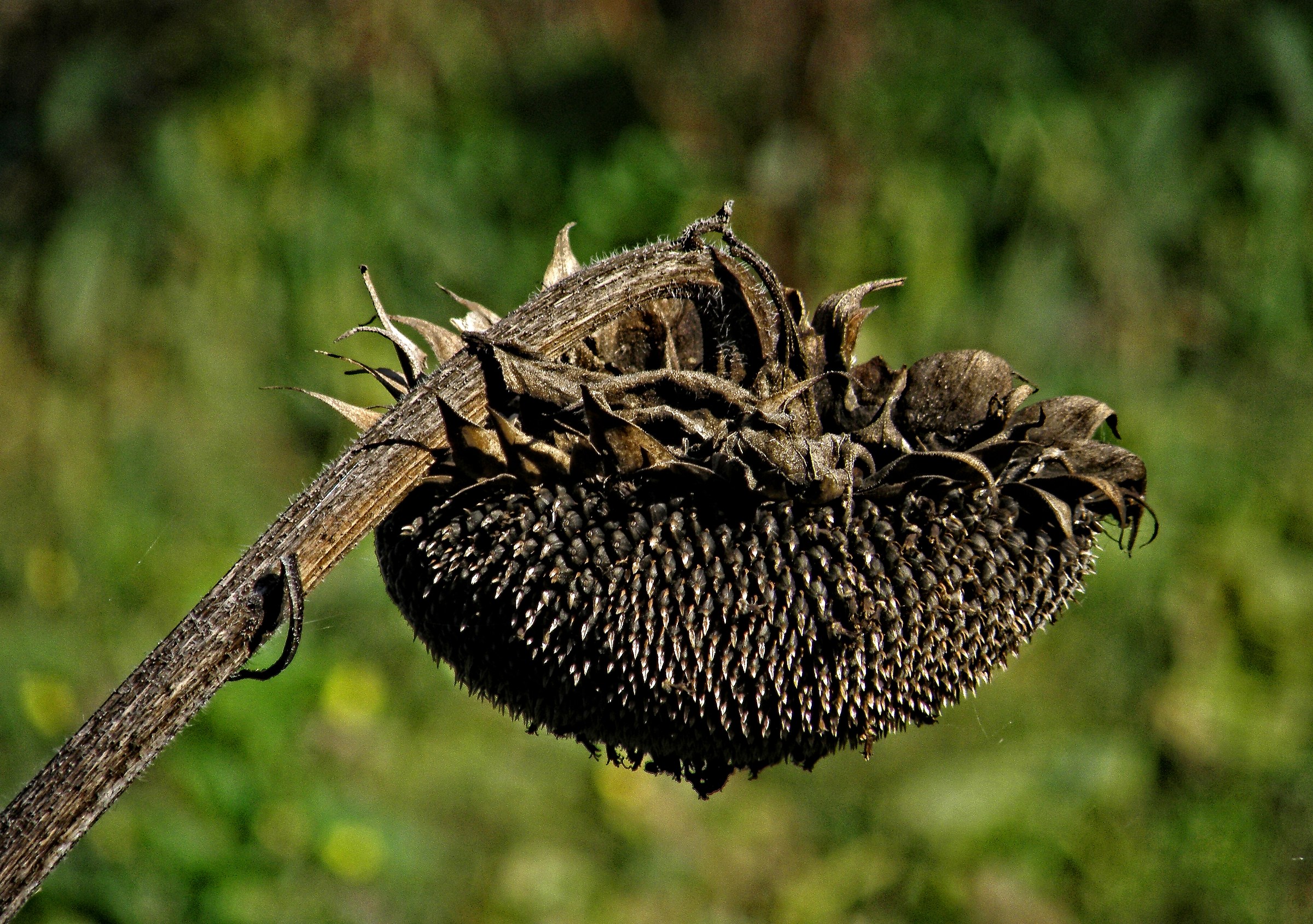 Canticle of the Sunflower