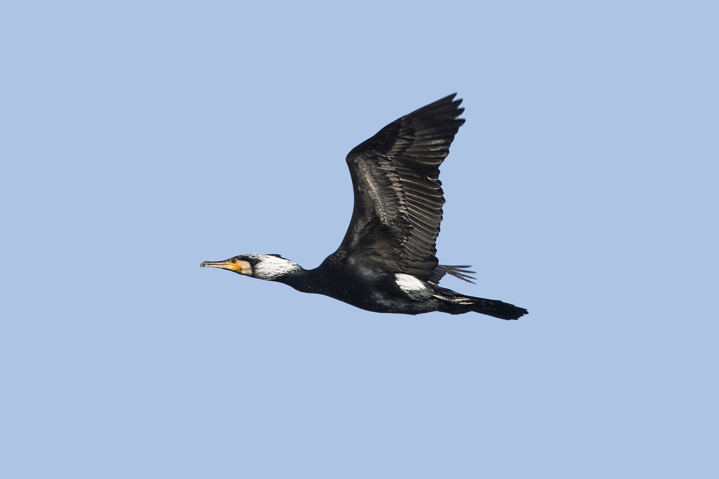 Passaggio di un Cormorano