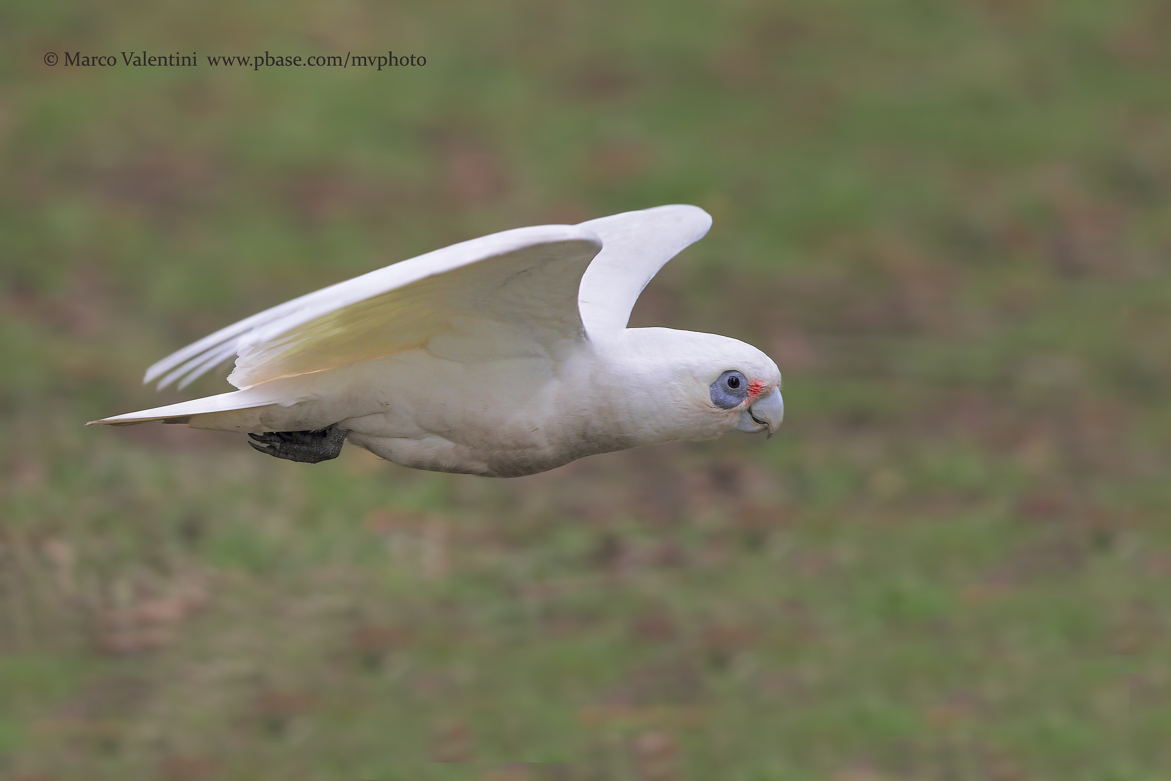 Littel corella