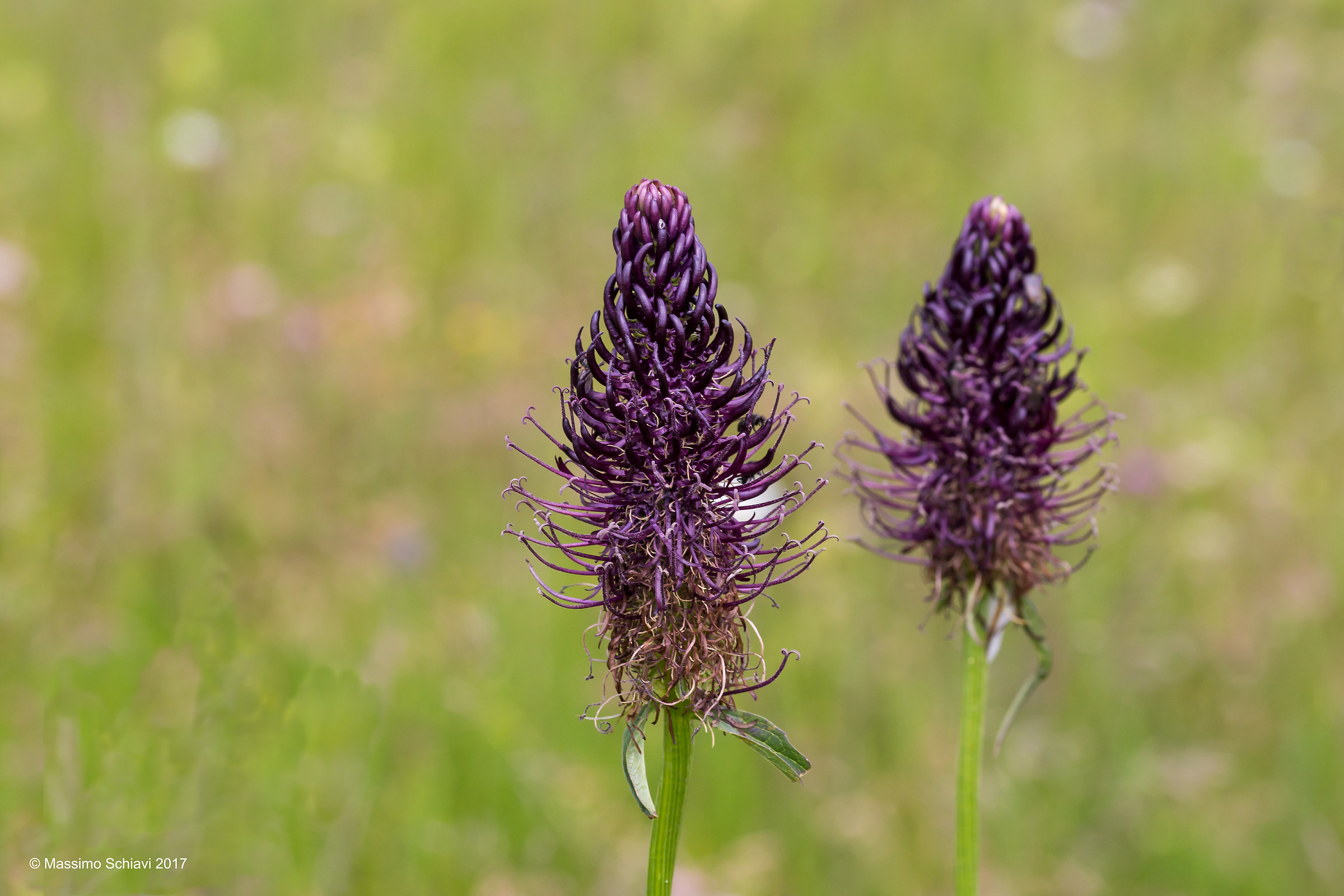 Phyteuma ovatum H. - Raponzolo plumbeo.