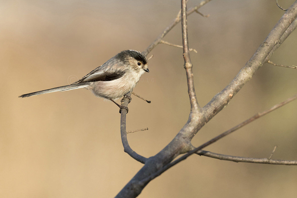 Codibugnolo ( Aegithalos Caudatus)