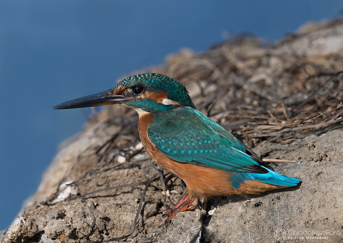 Il Martino-dalla coda azzurra