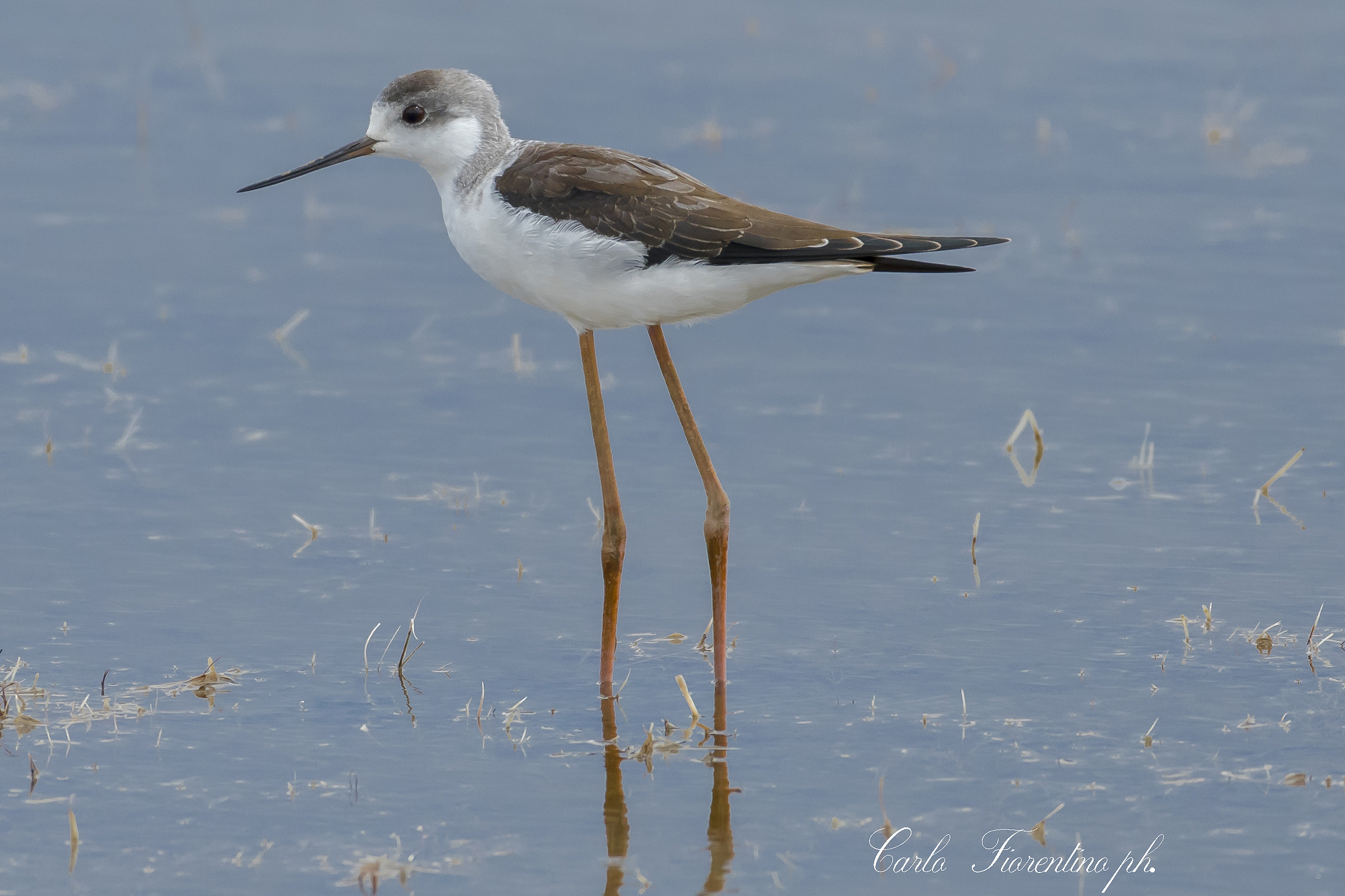 giovane cavaliere d'Italia (Himantopus himantopus )