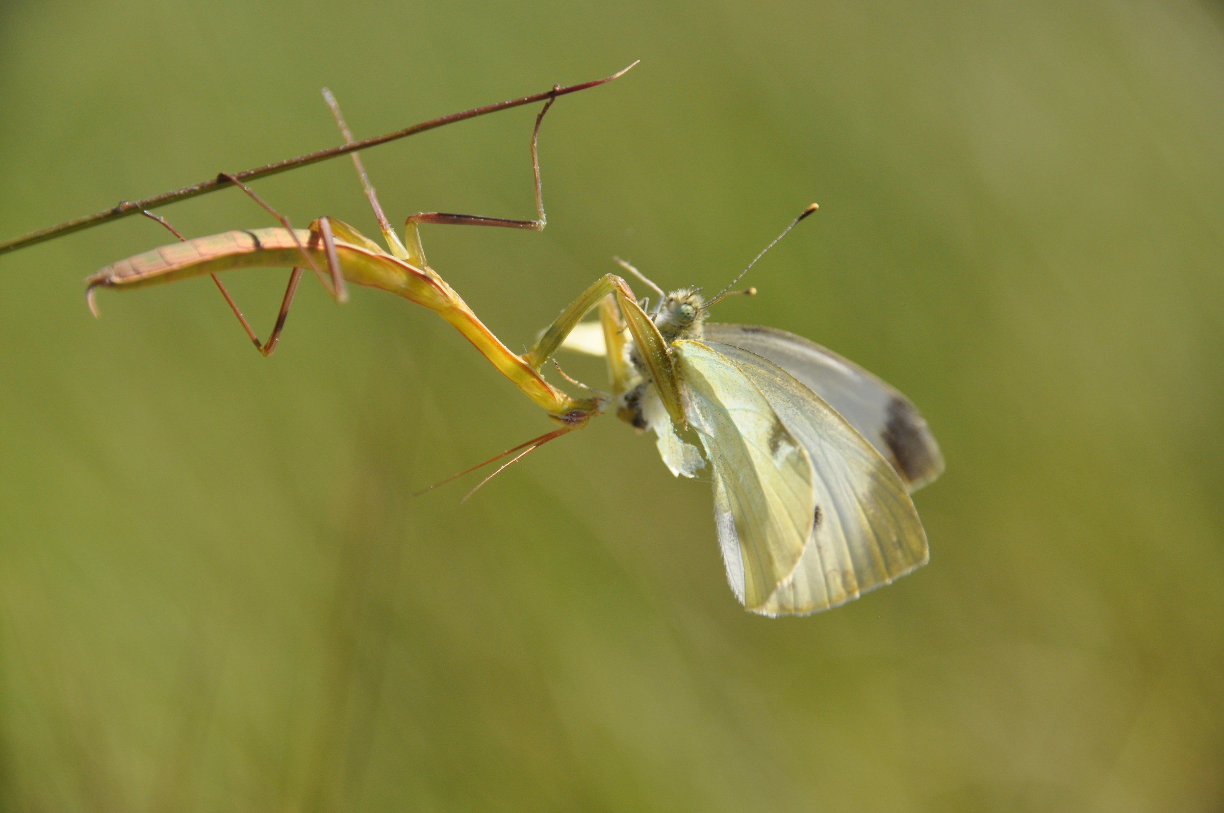 A banquet under the sun