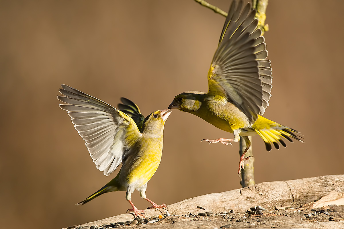 greenfinches