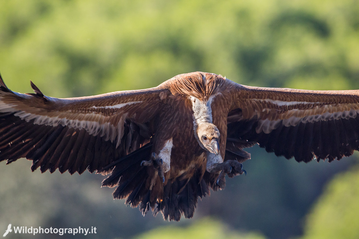 The landing of the griffin