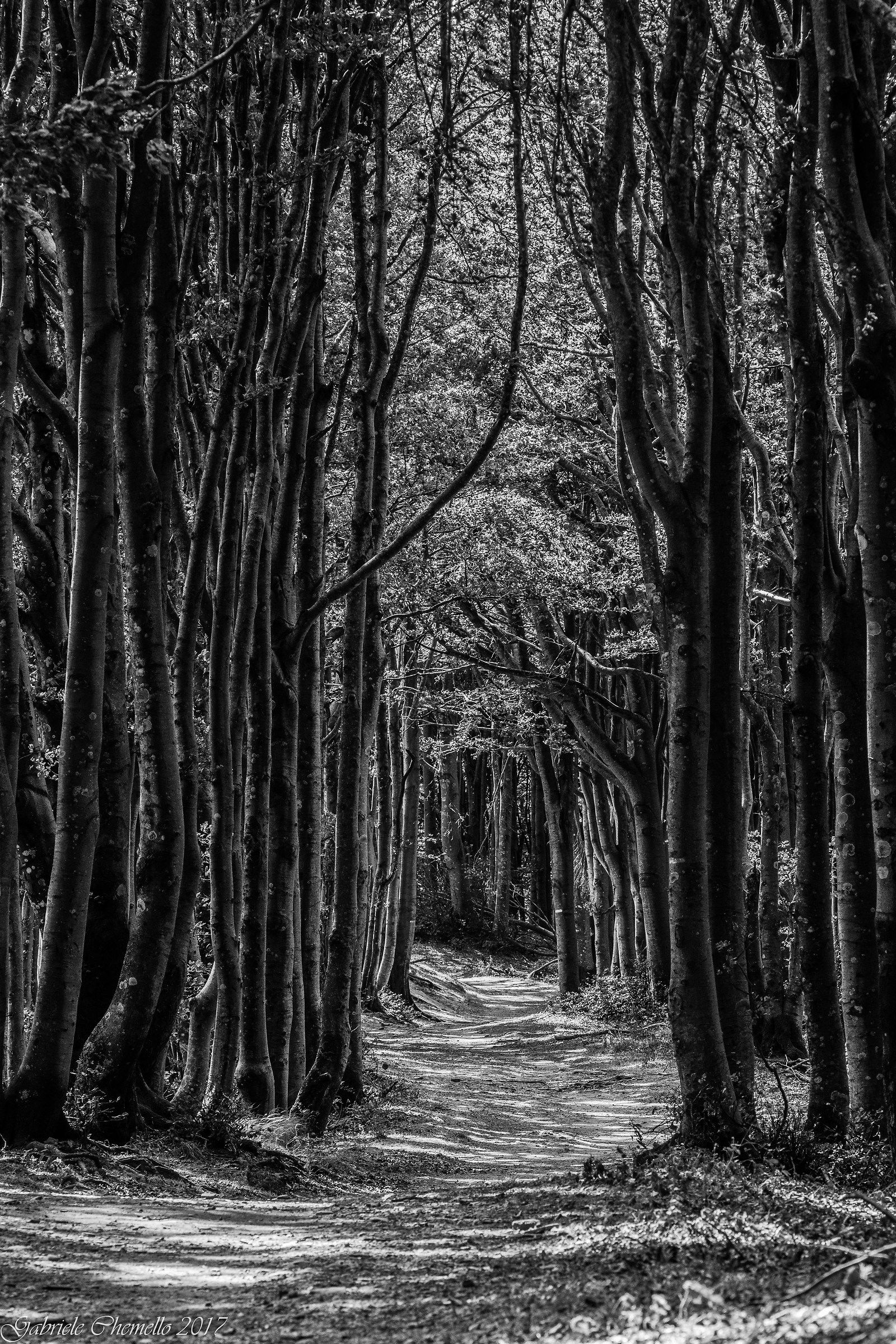 The road in the woods