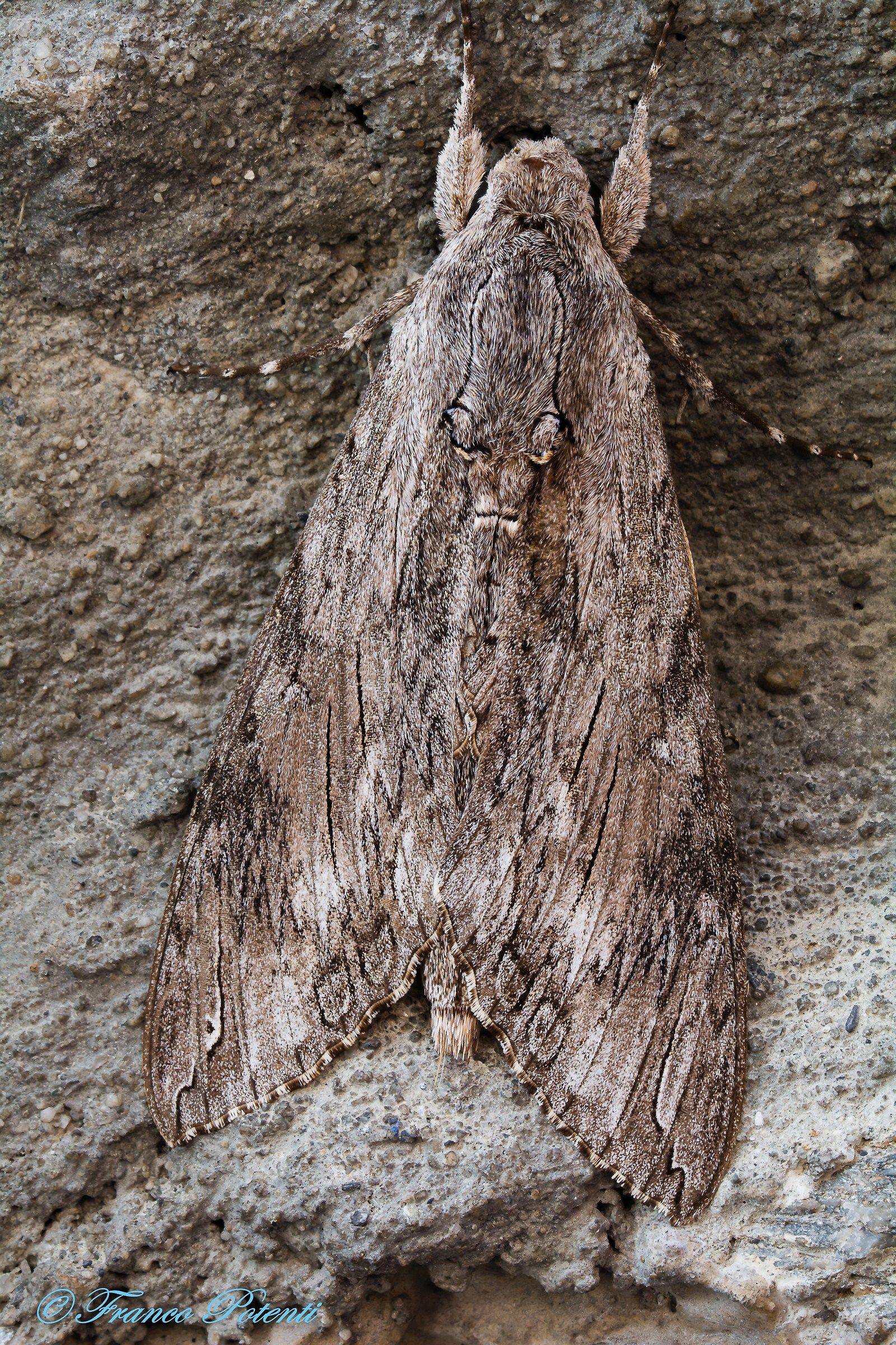 Agrius Convolvuli (Sfinge del Convolvulo)