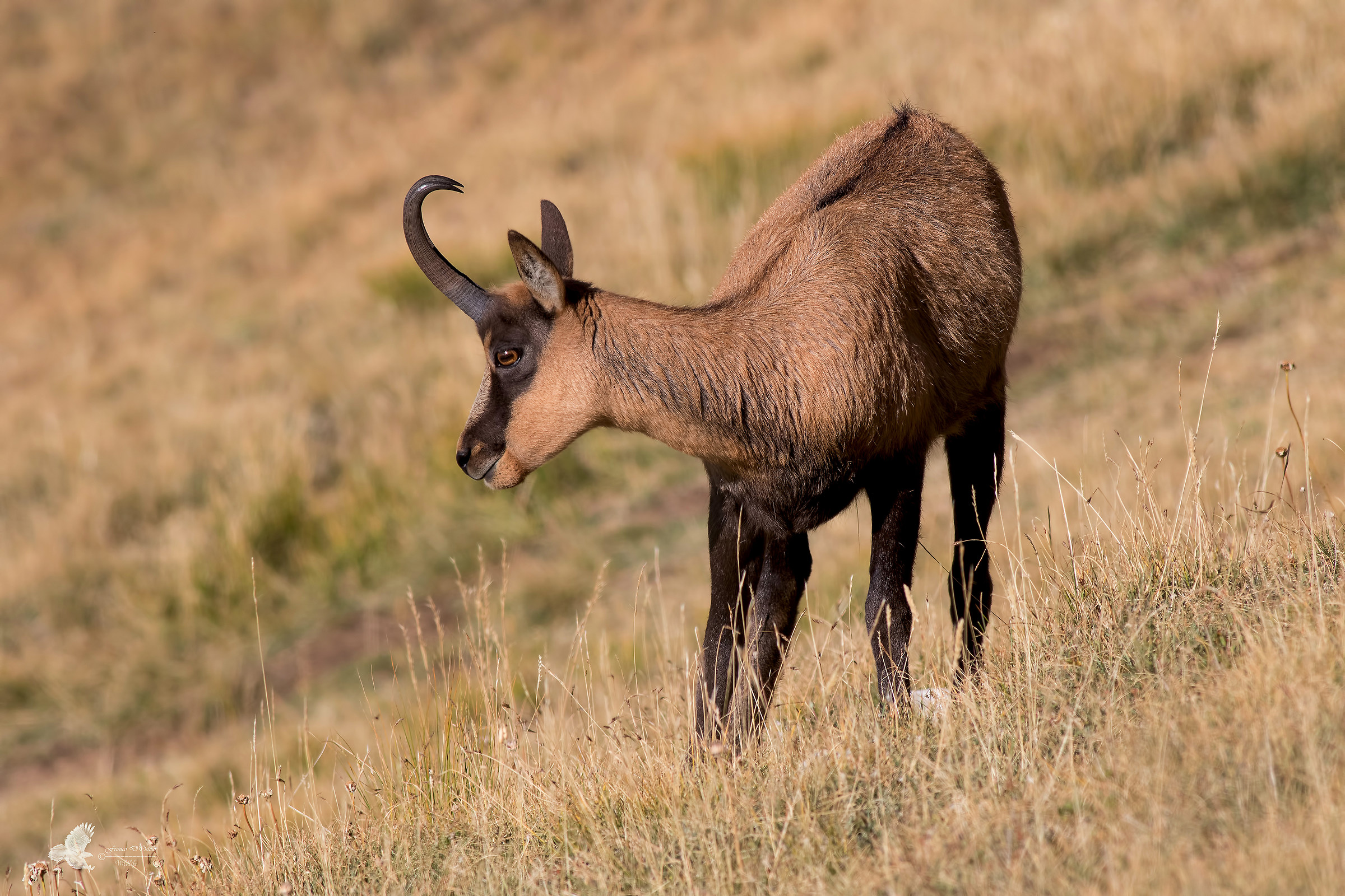 Camoscio d'Abruzzo