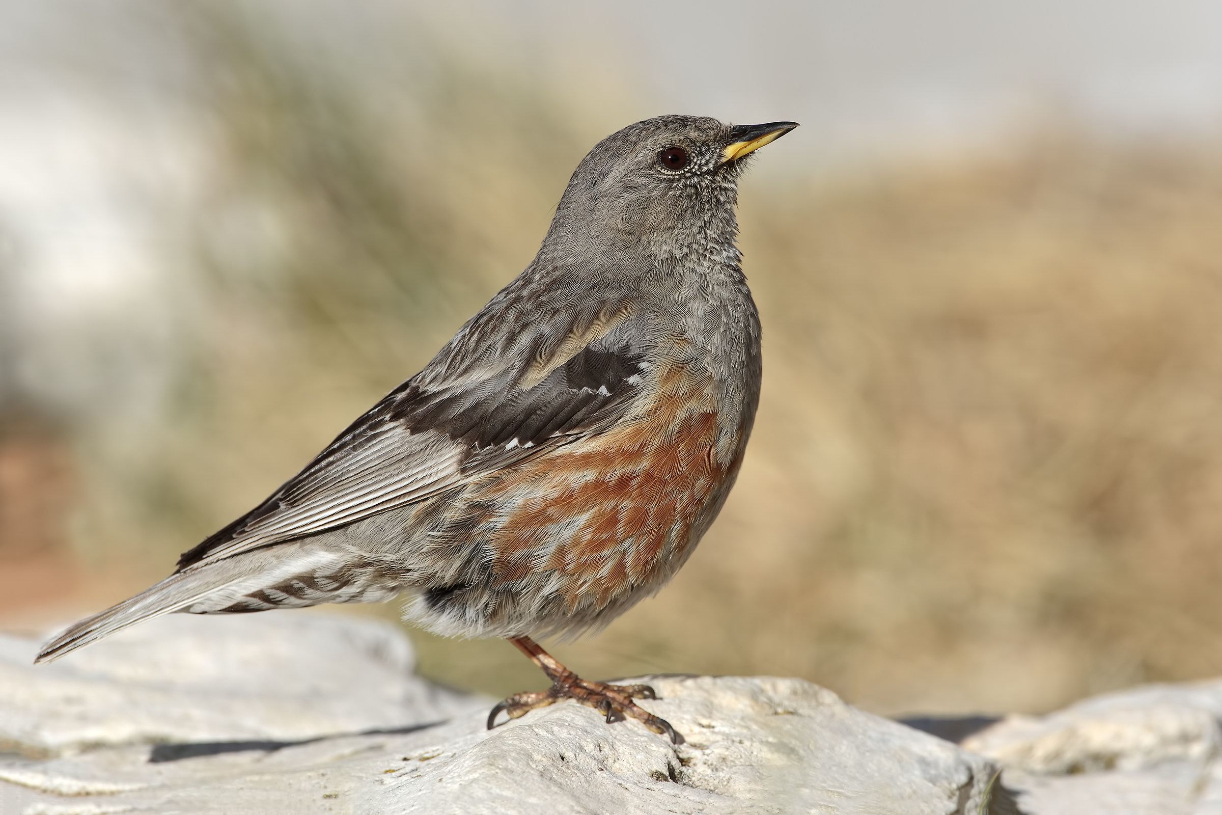 Accentor