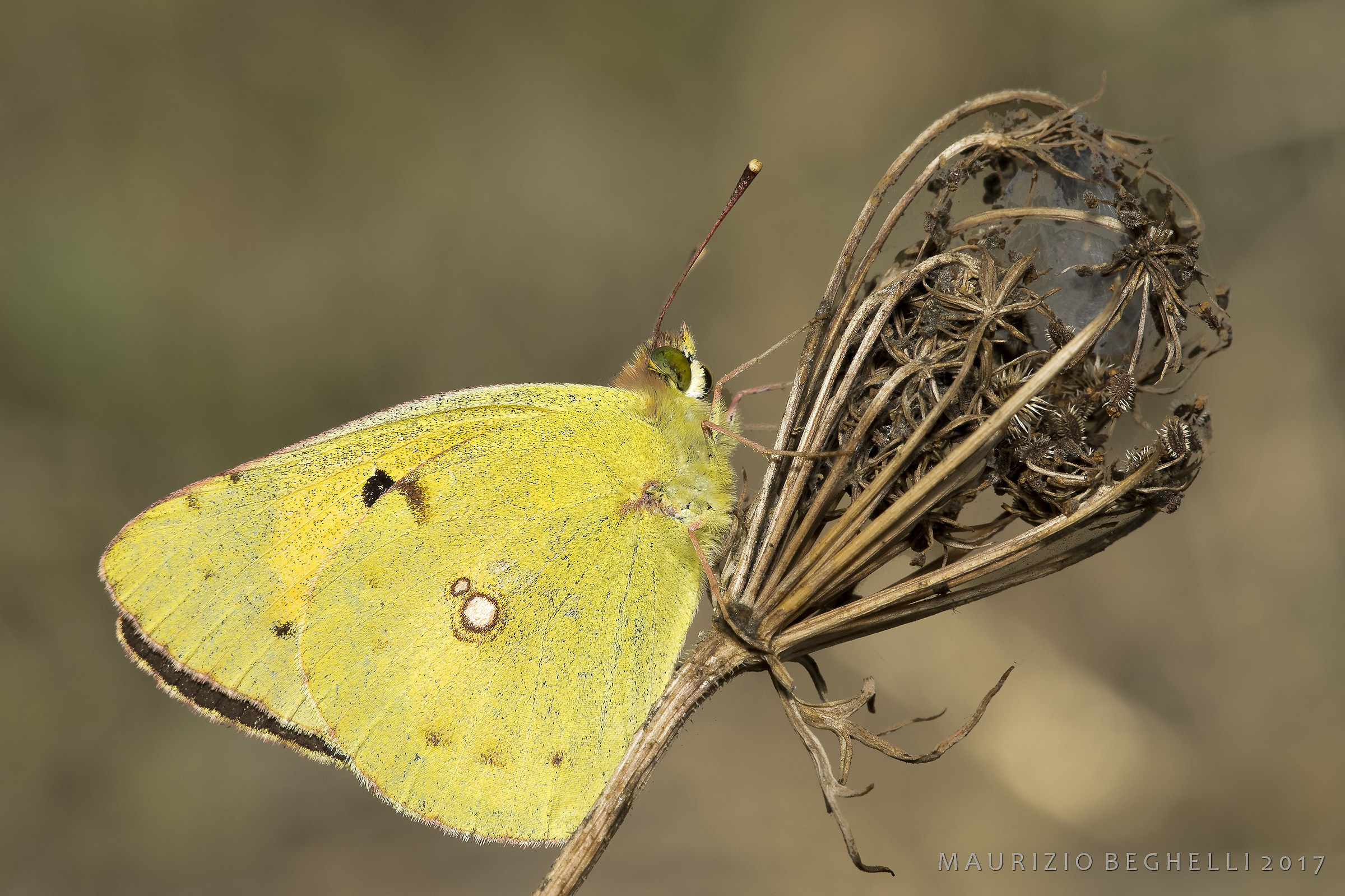 Colias cross