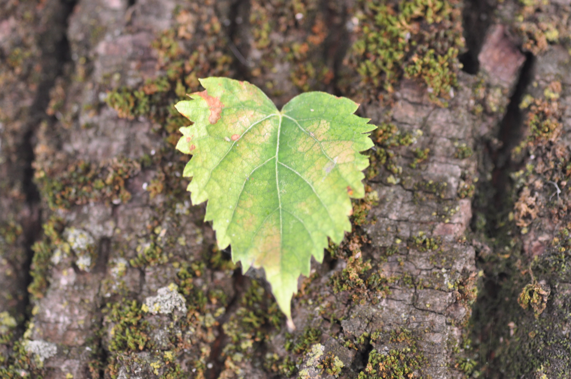Un cuoricino naturale