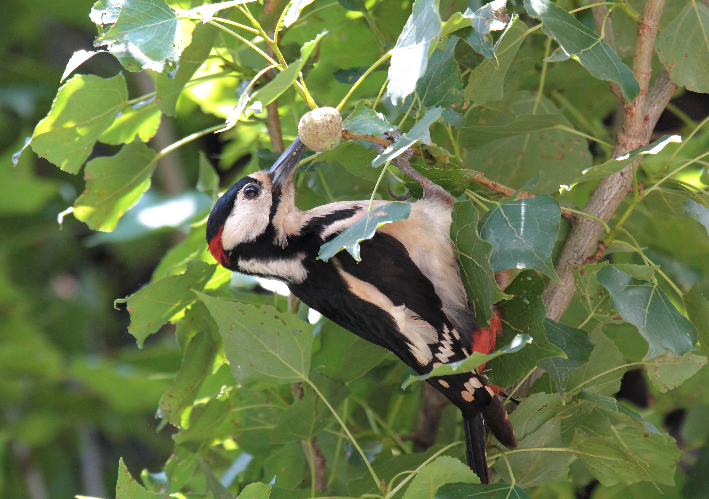 Greater Red Woodpecker (M)