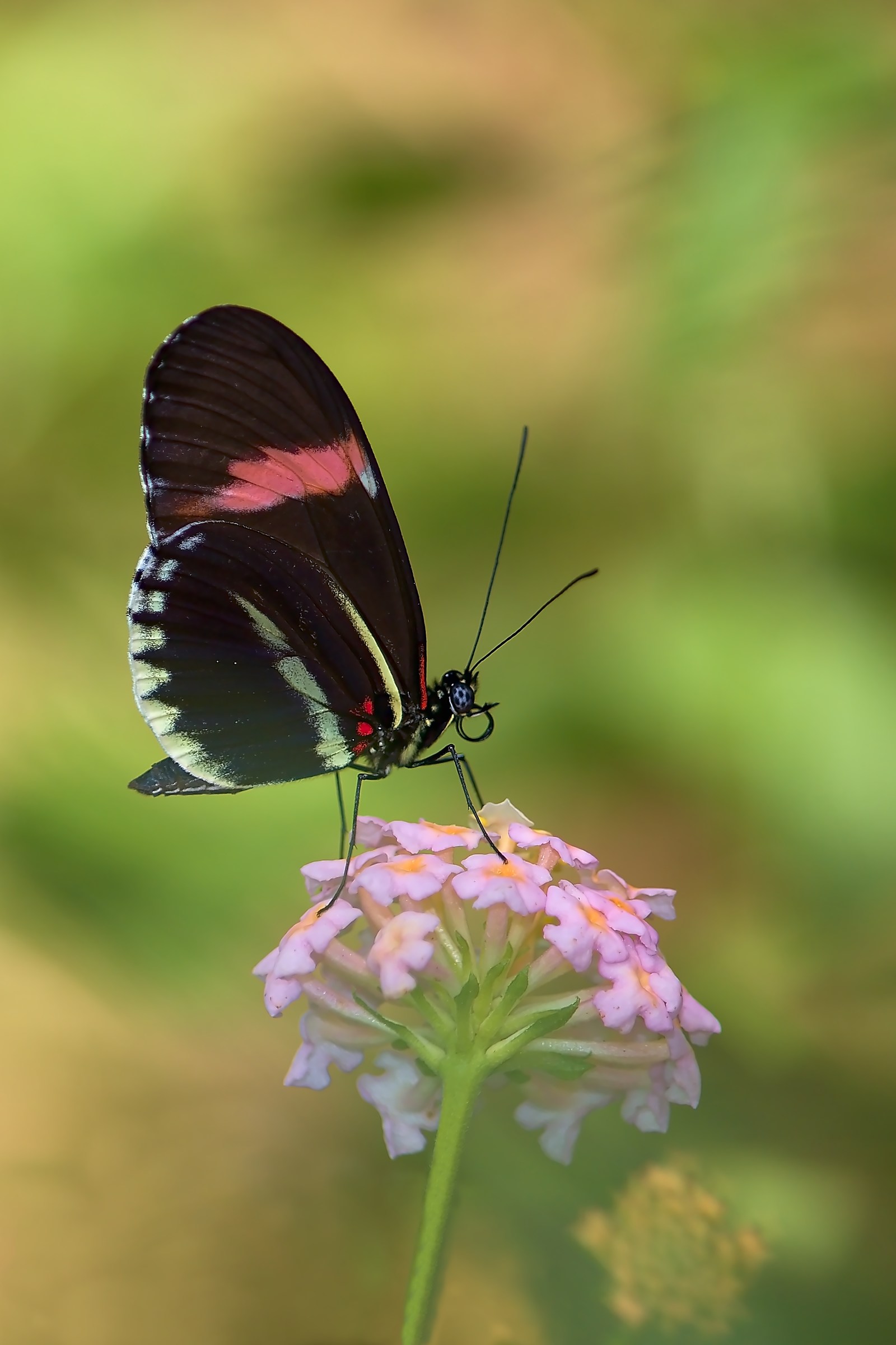 Heliconius erato