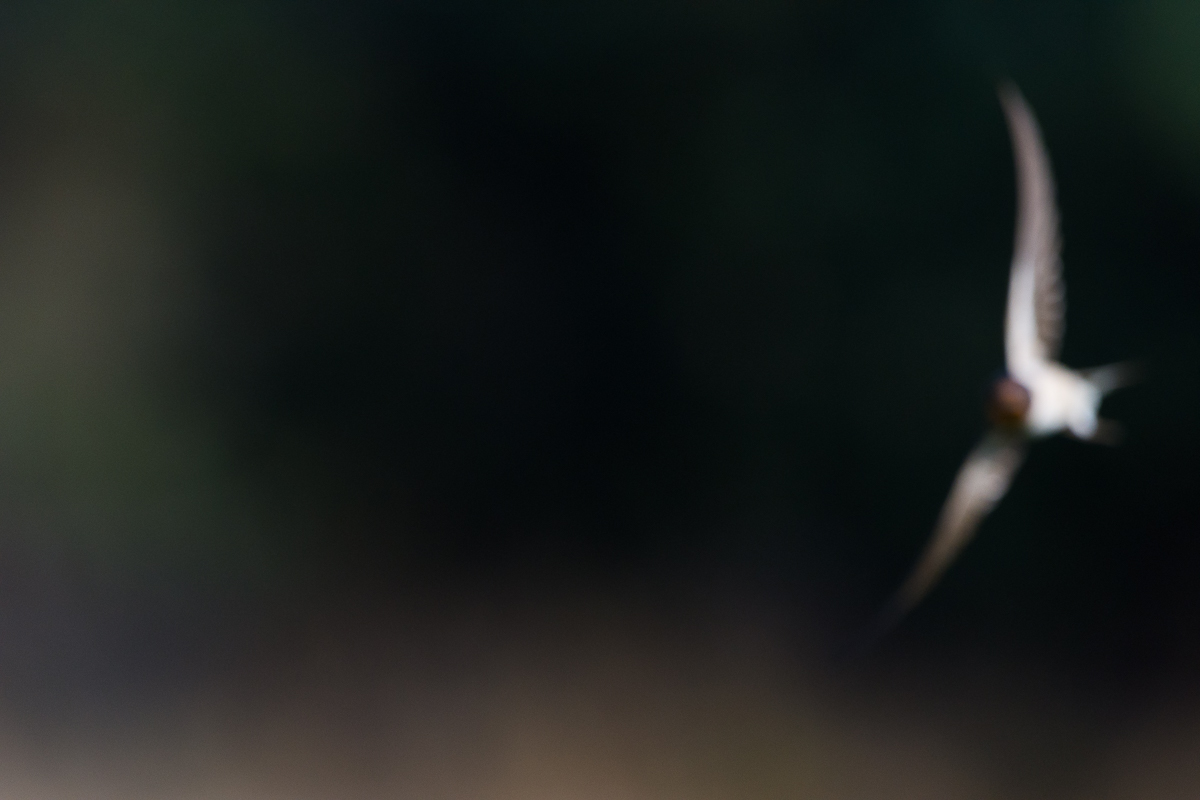 swallow