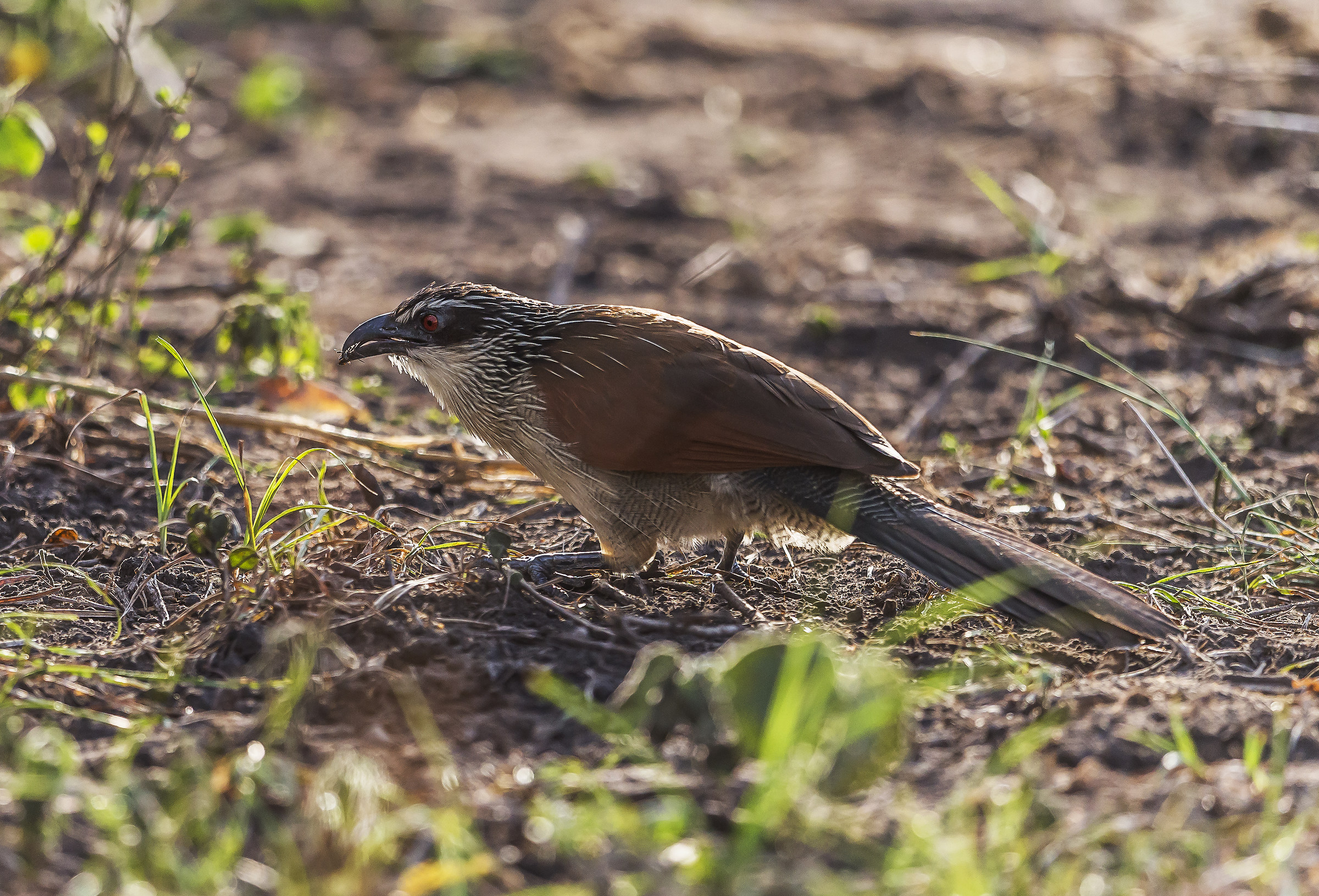 Cucal cigliabianche, White-browed Coucal - Uganda