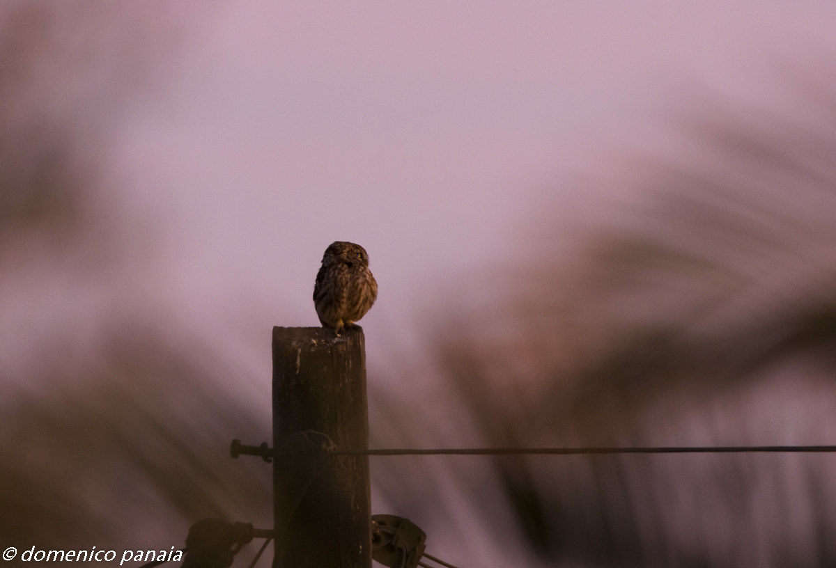 belly owl (like me ..)