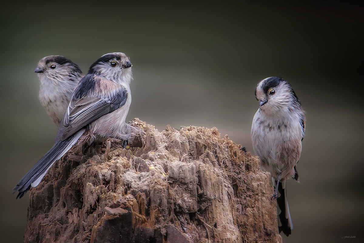 long-tailed tits
