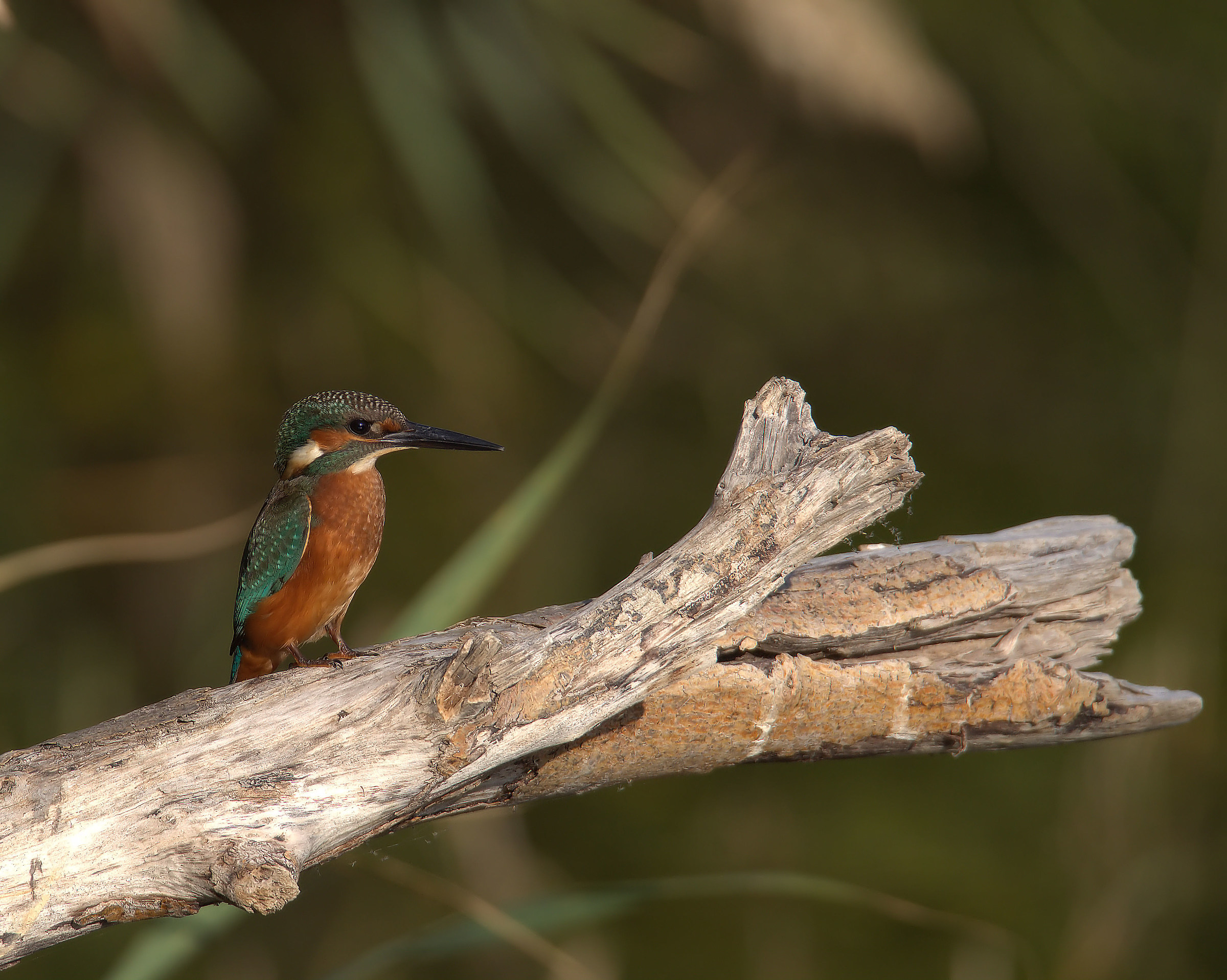 Kingfisher