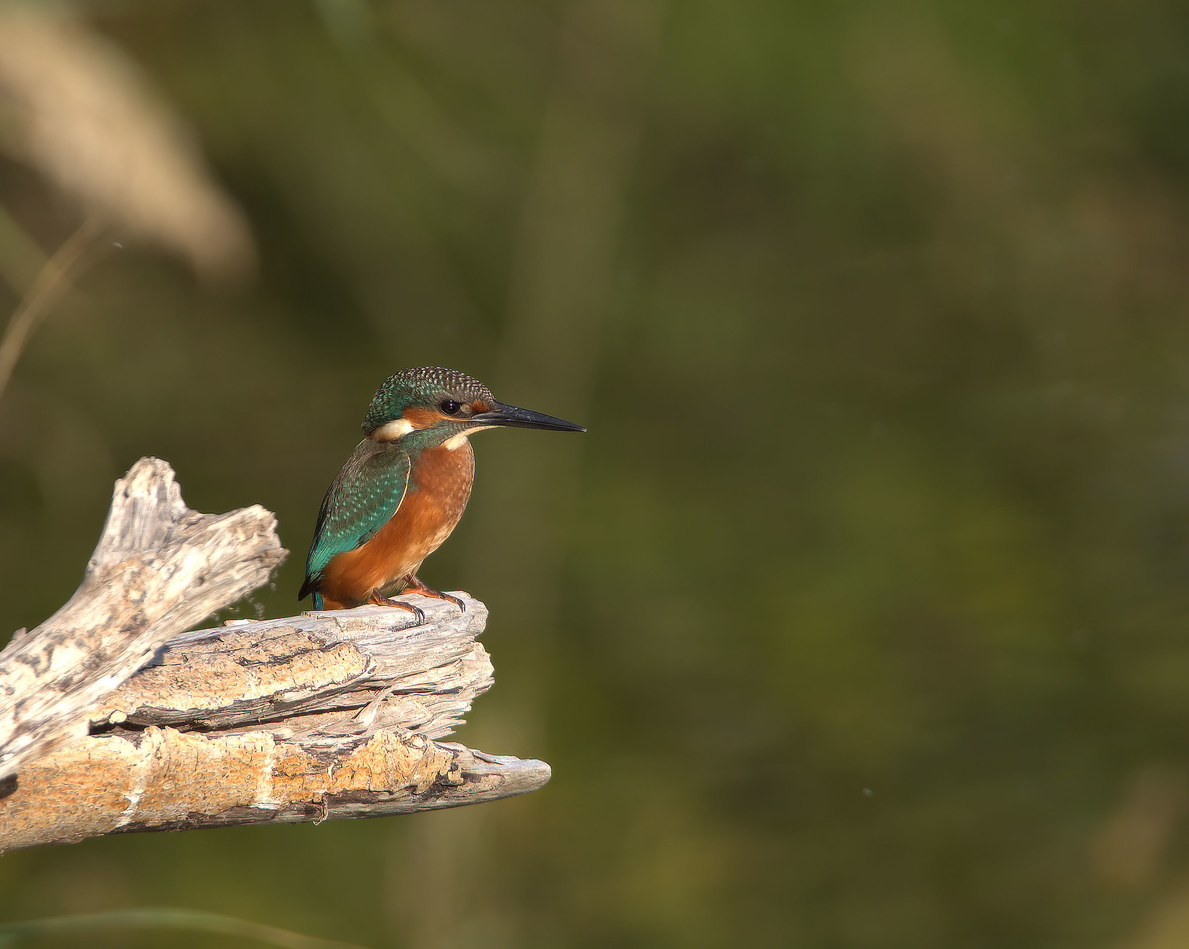 Kingfisher