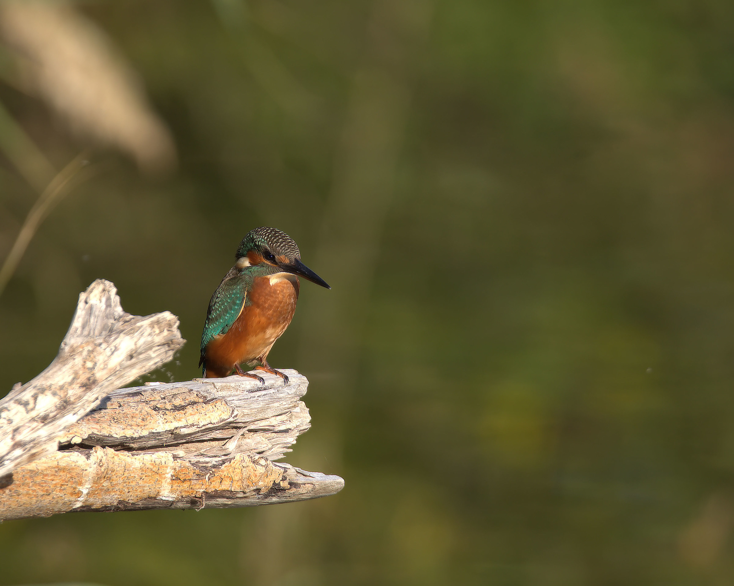 Kingfisher