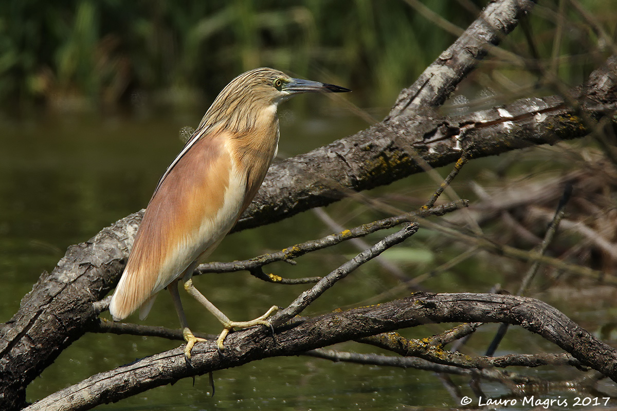 Sgarza ciuffetto pensierosa