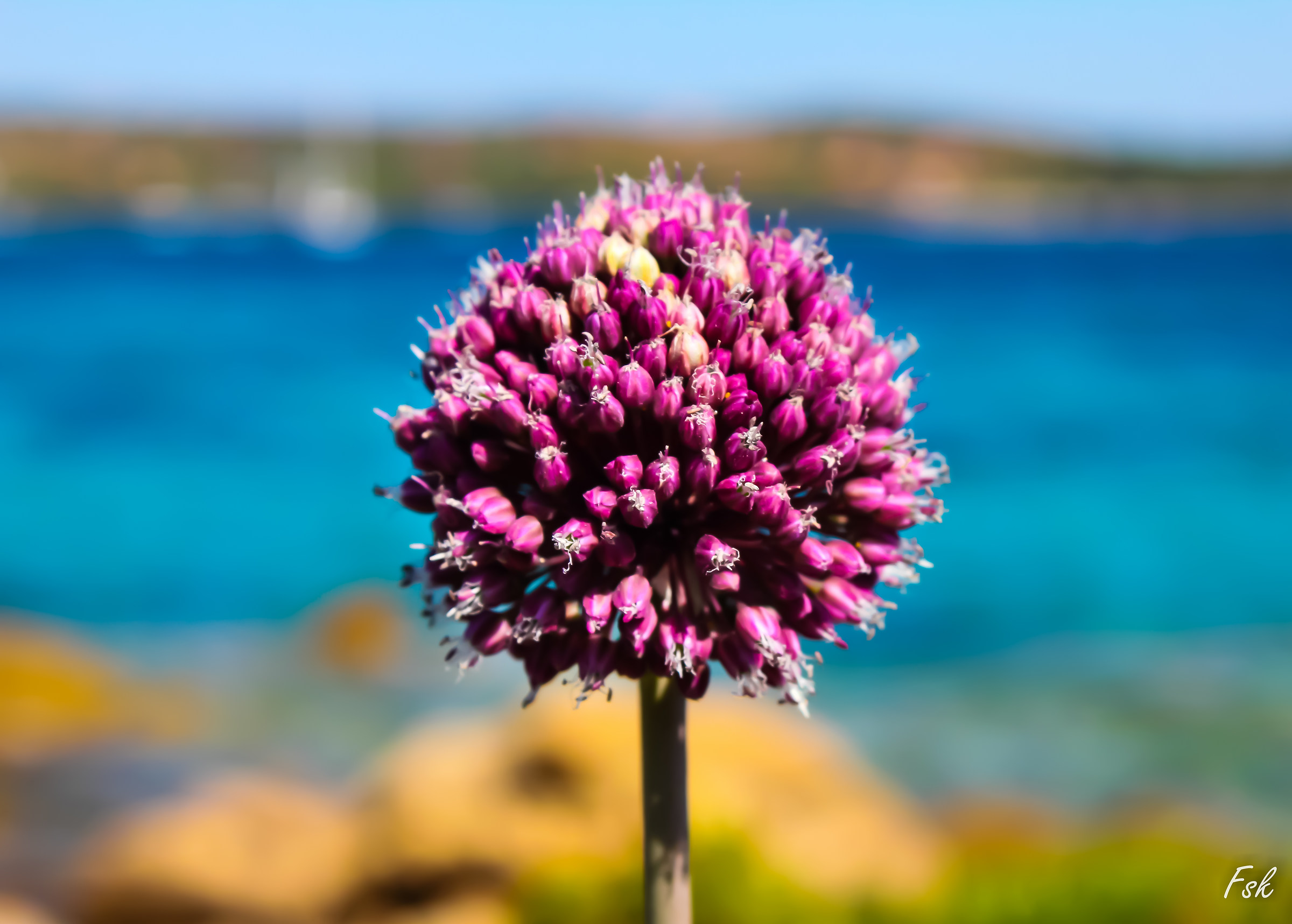 Fiori Spiaggia le Saline