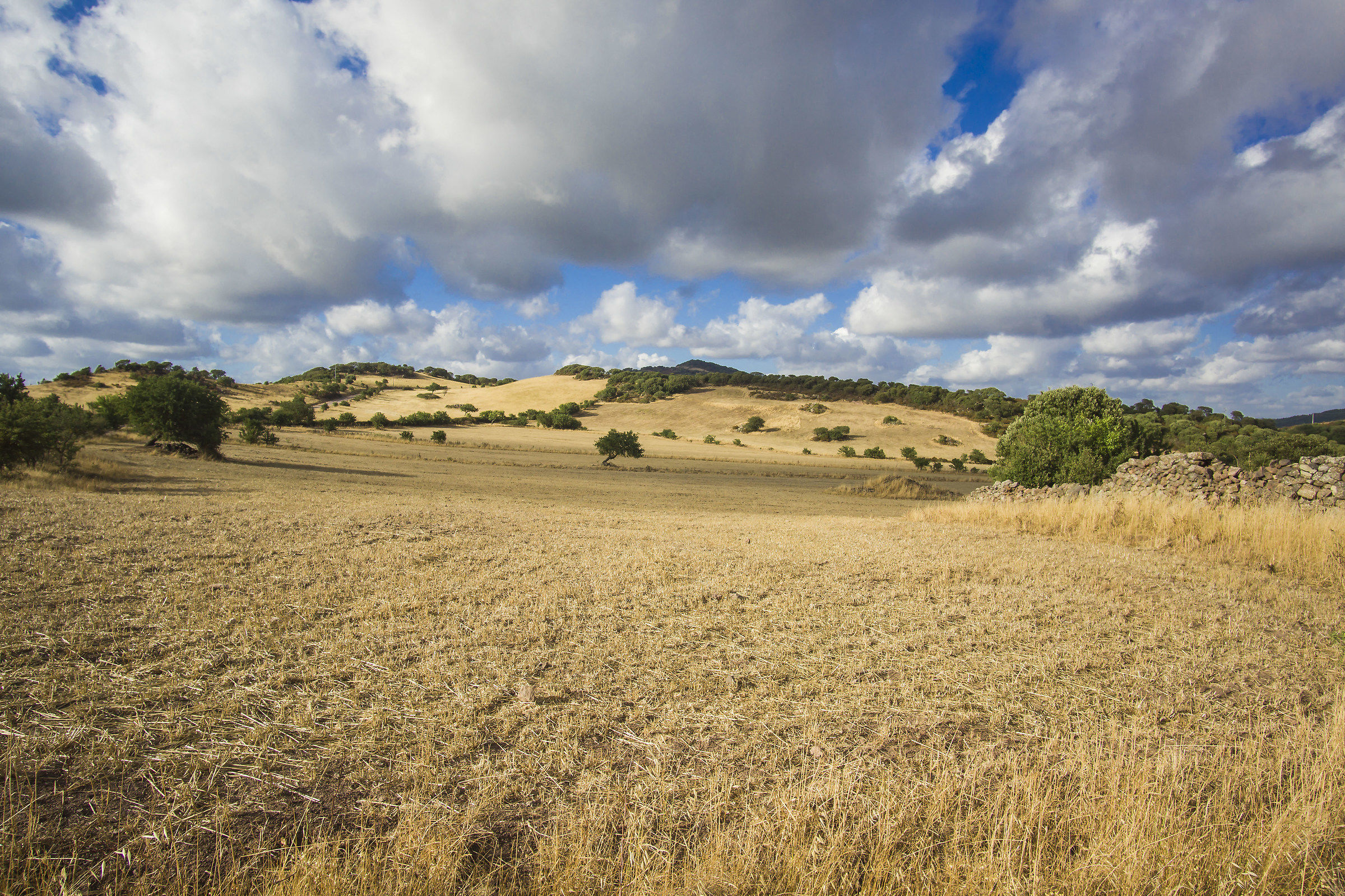 Summer landscape ...