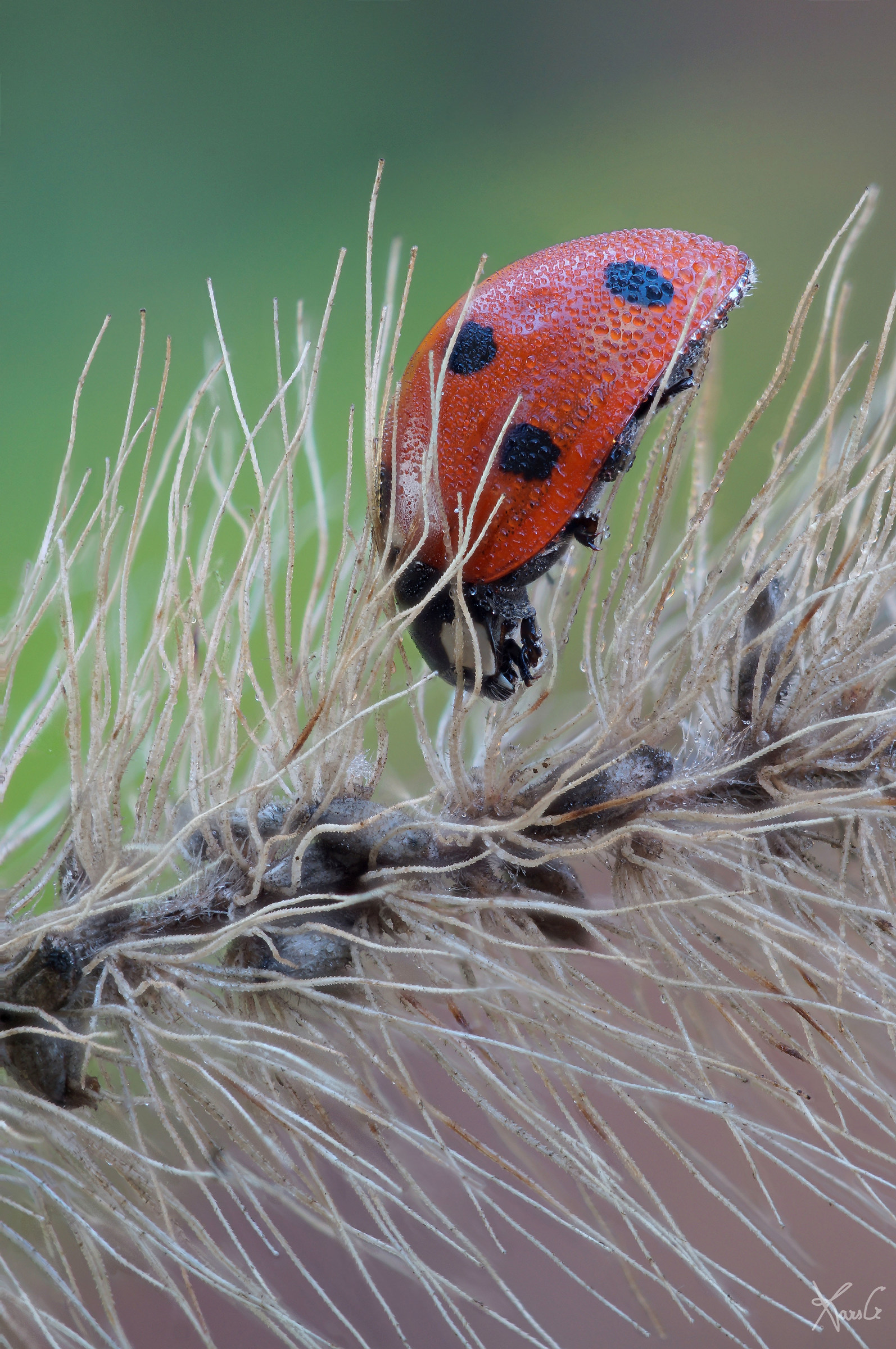 La coccinella fachira