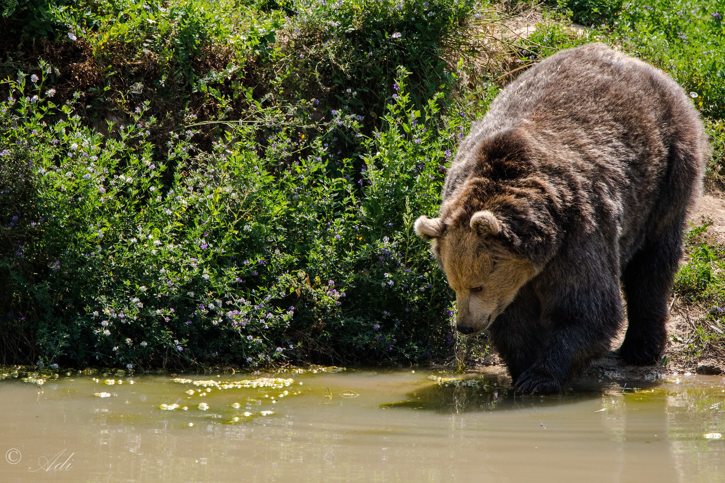 Bear testare l'acqua