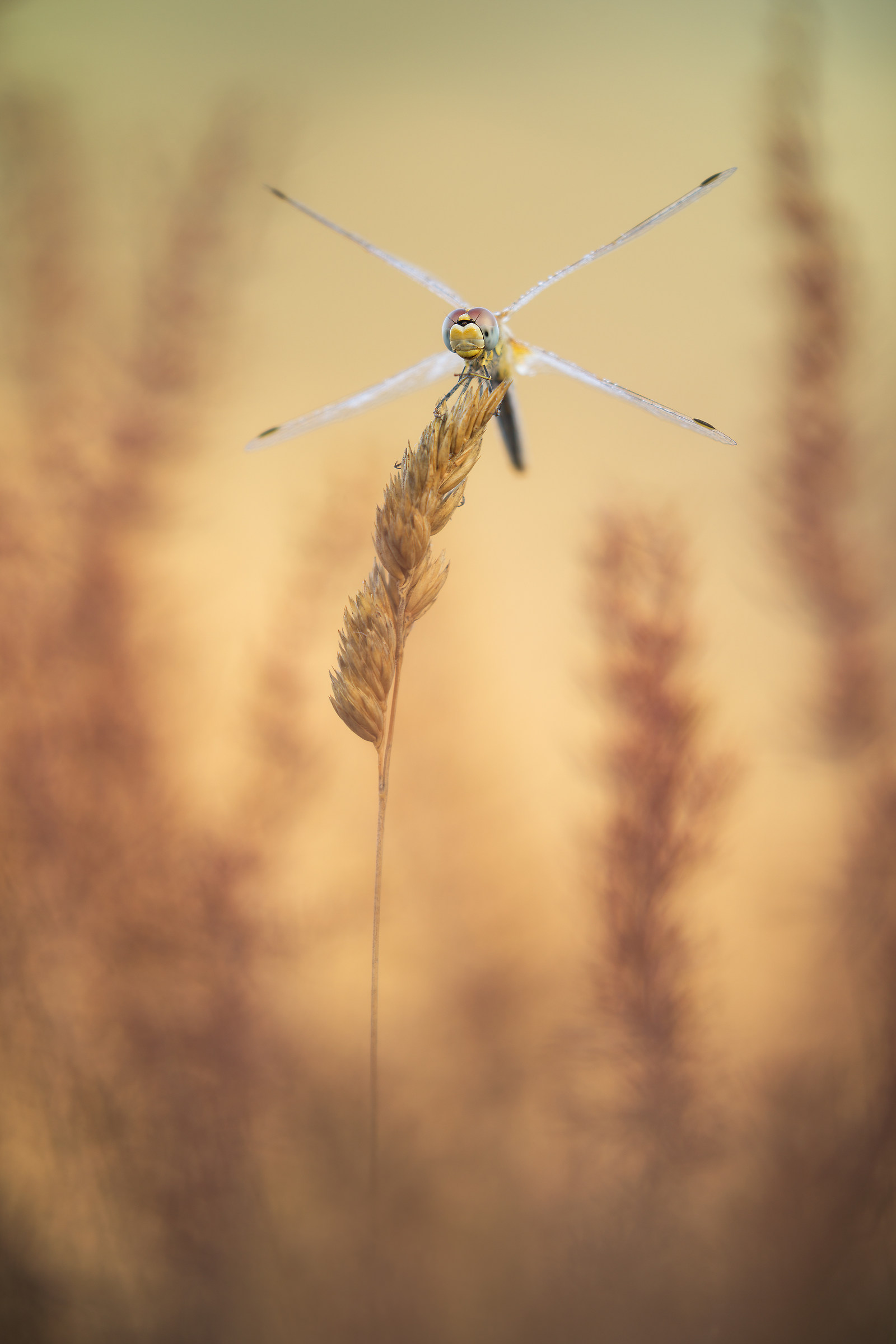 Sympetrum fonscolombii