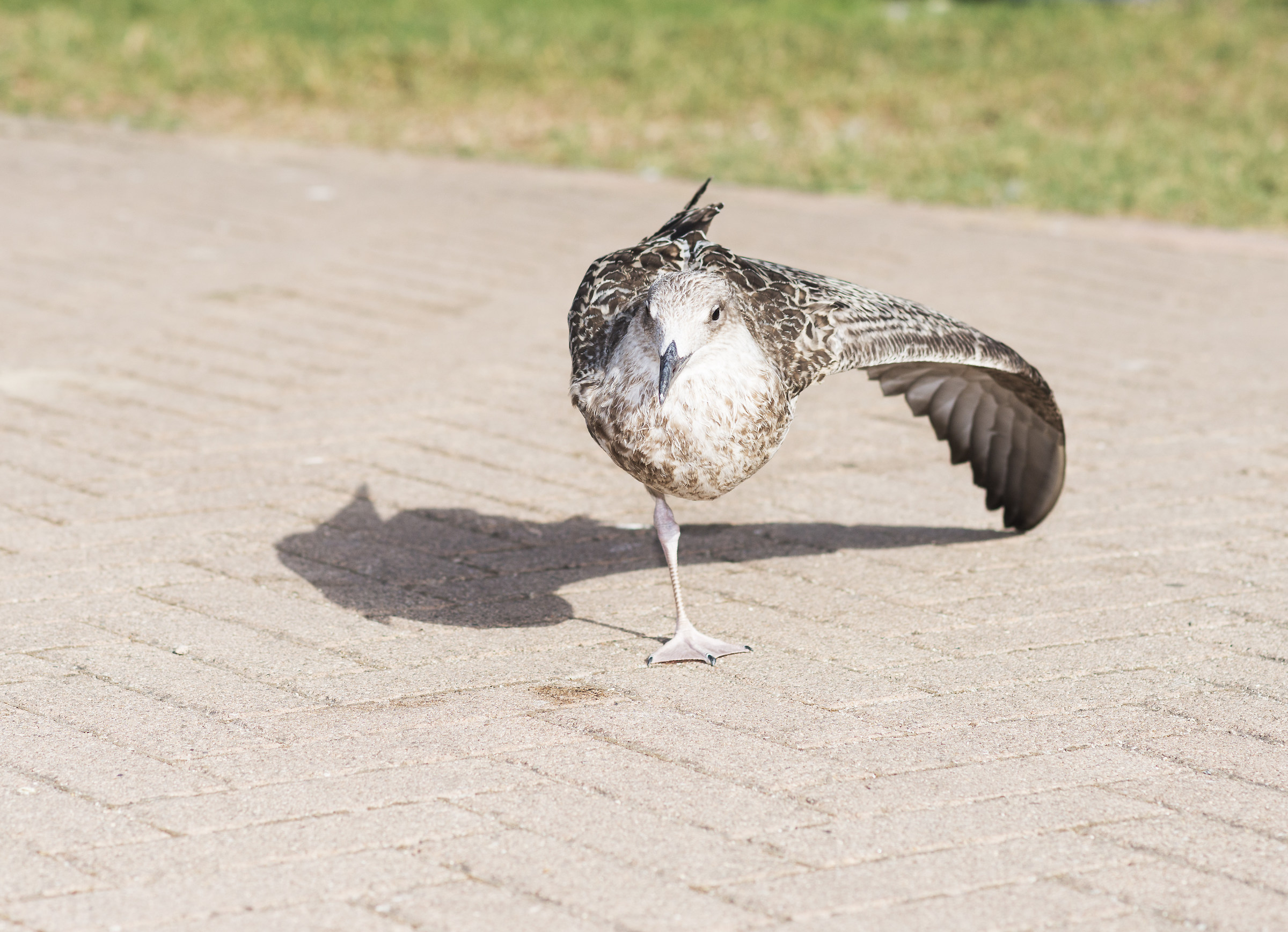 The insolence position