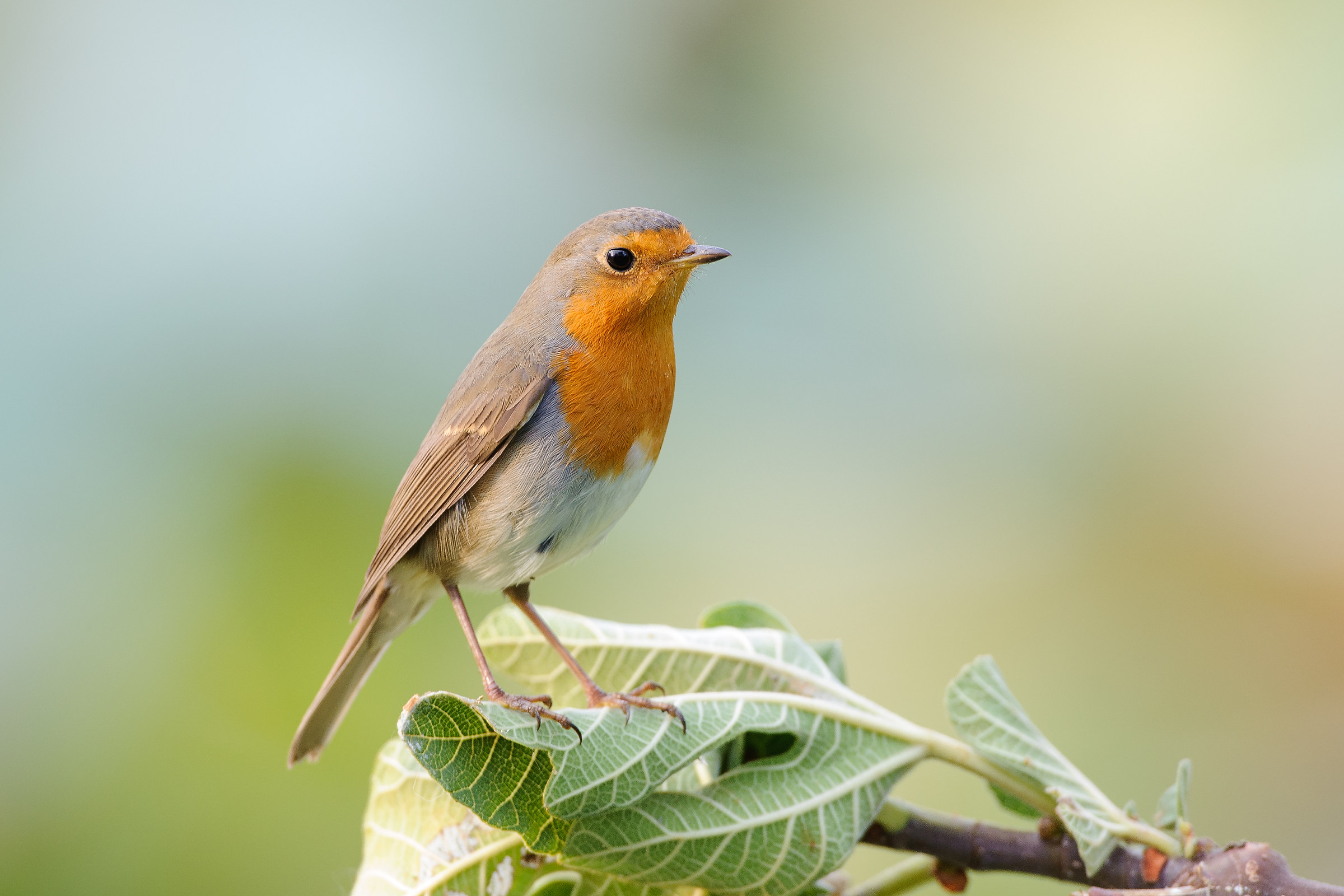 Pettirosso su foglia di fico
