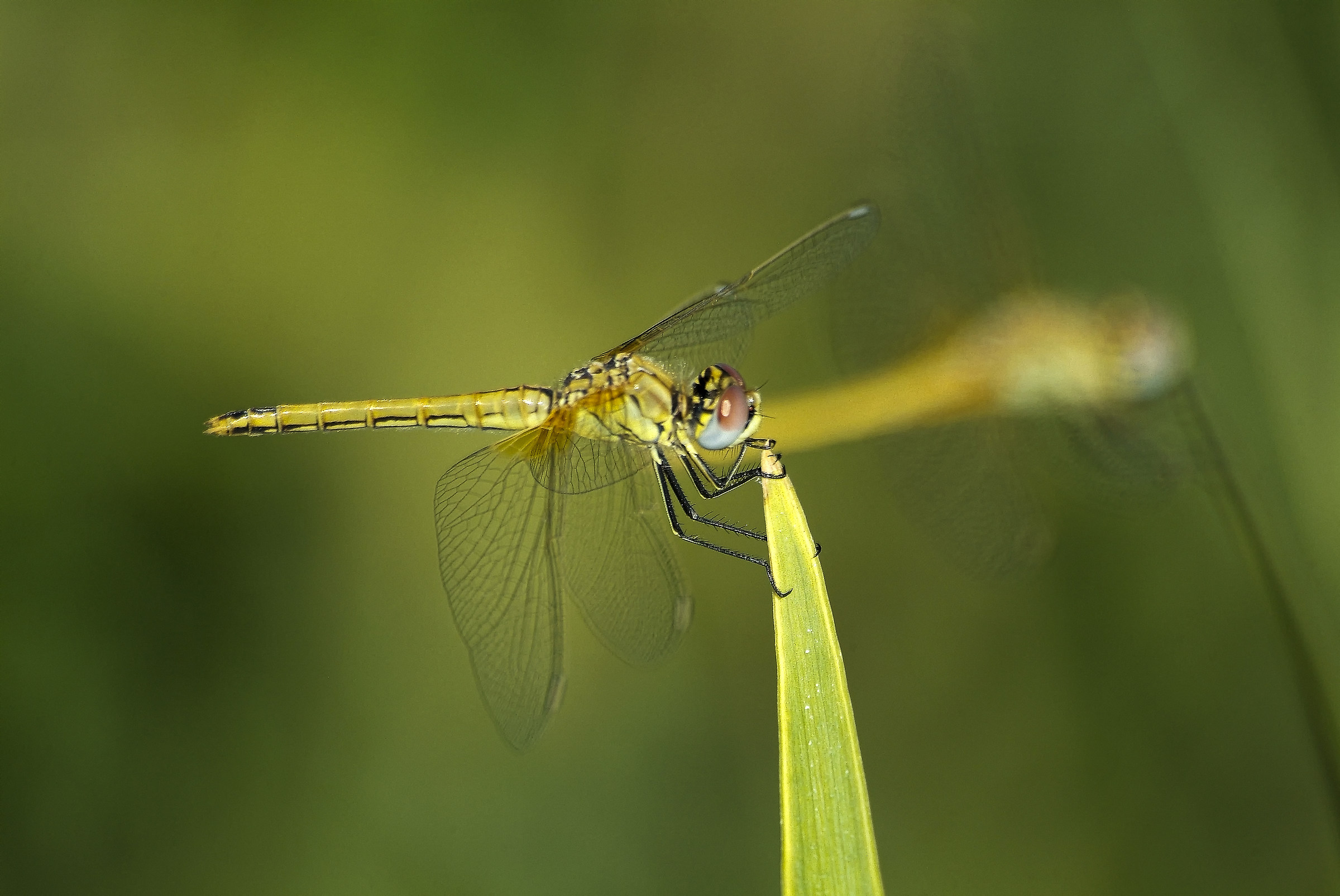 Libellula