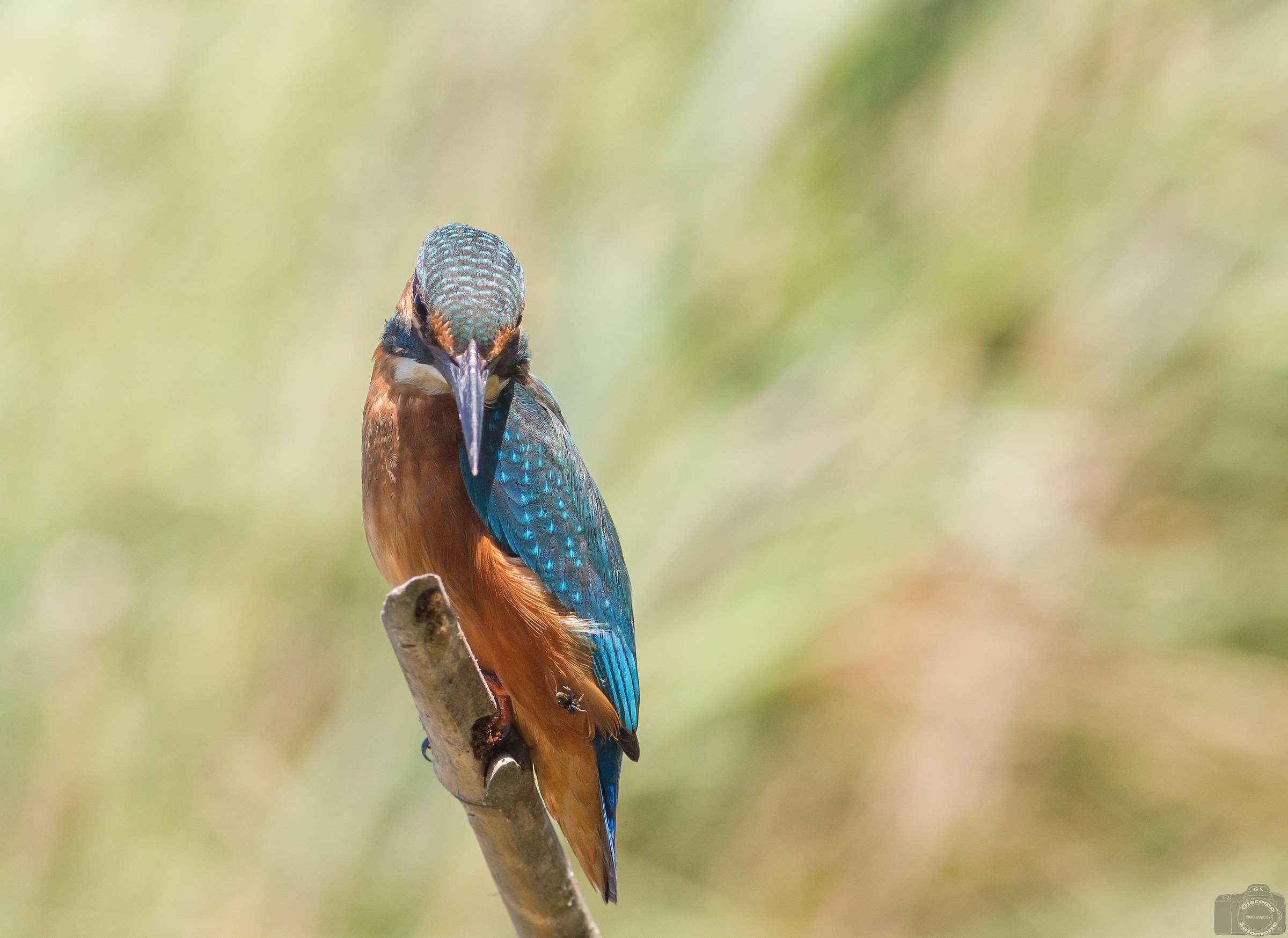Martin Fisherman and Spooky Sparrow ..