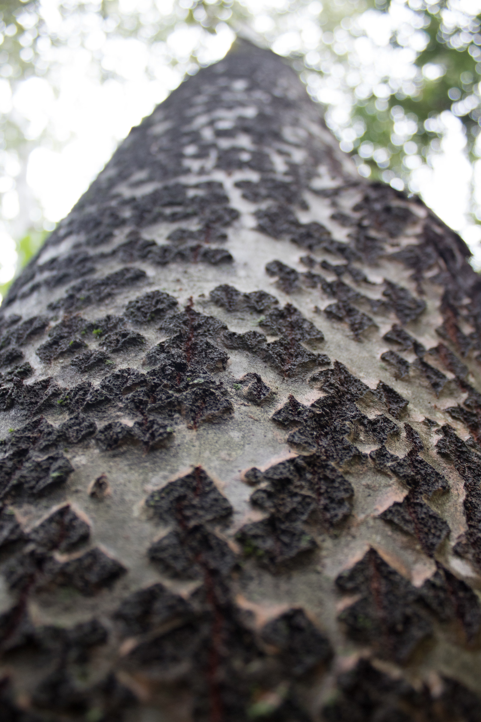 Look at the Ethnographic Park