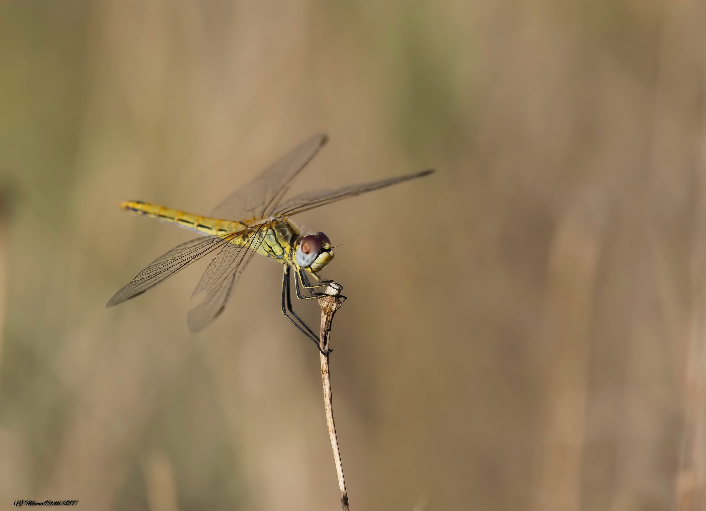 Libellula